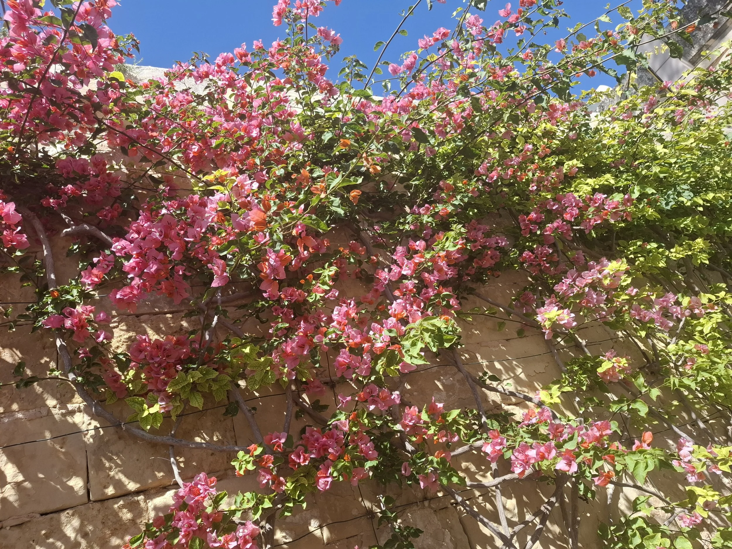 PInk flowers on wall with some skiy.jpg