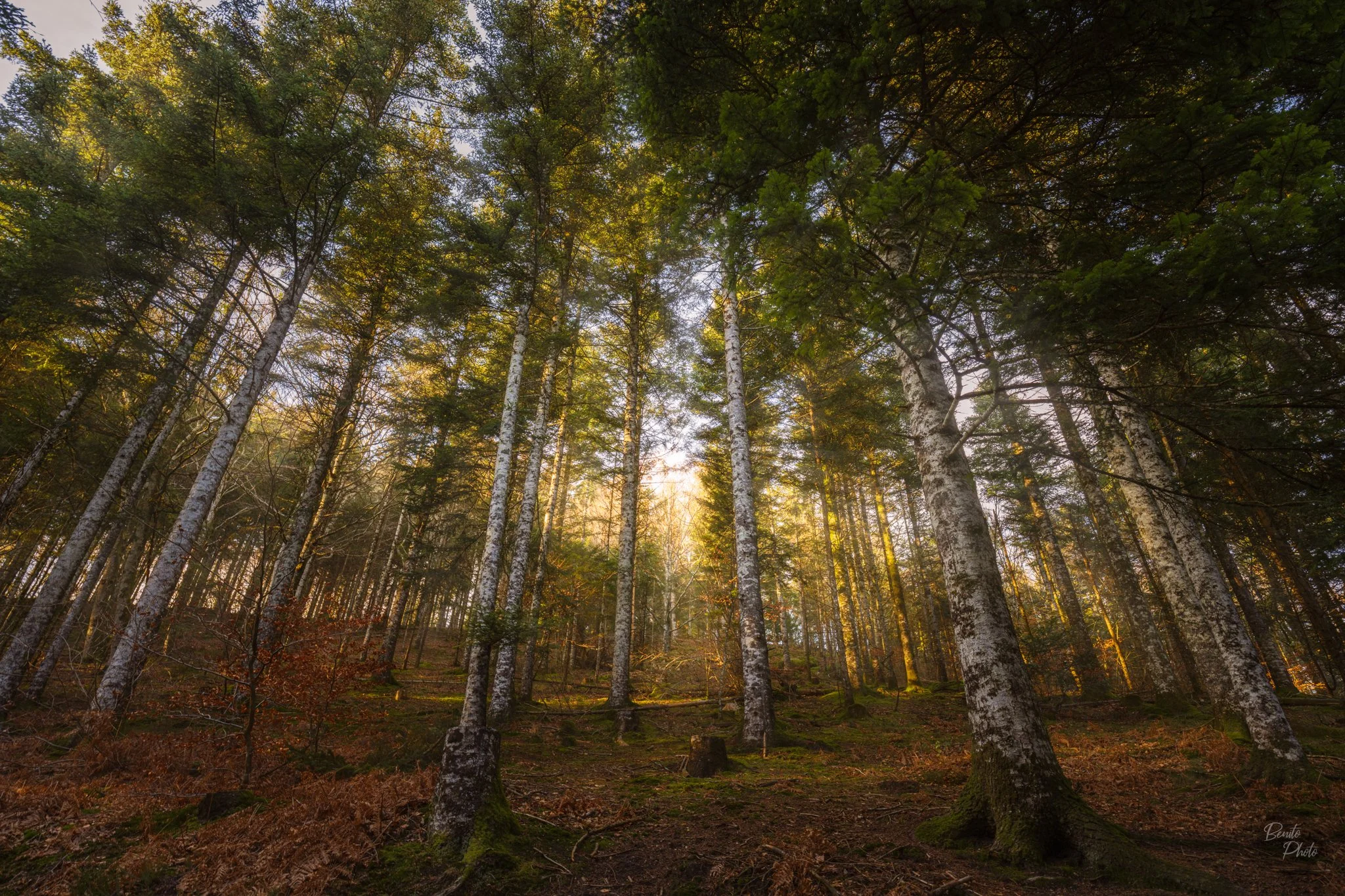 Foret du Lagast