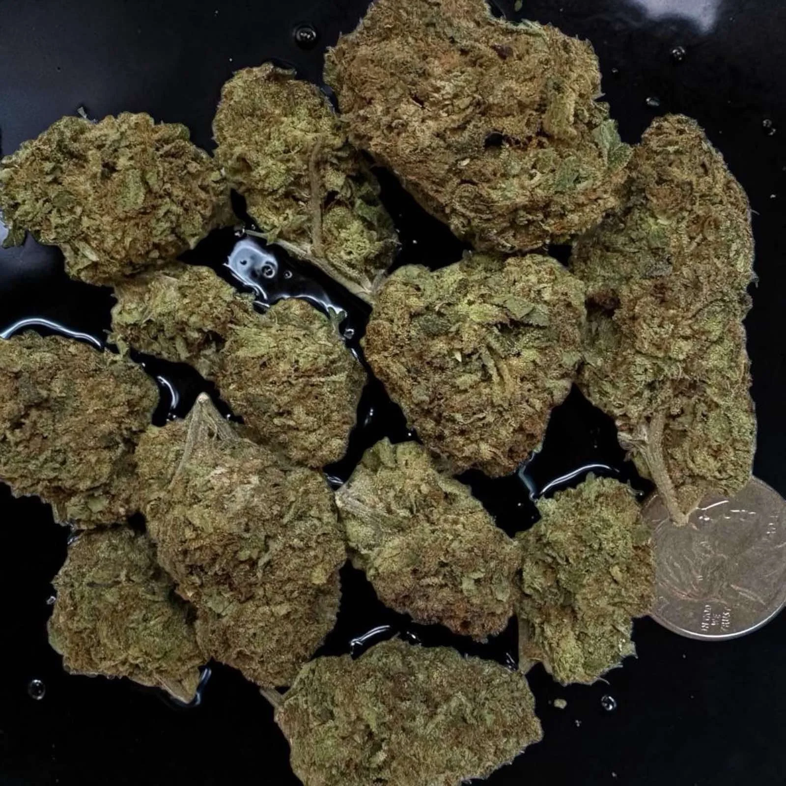 Presidential OG Top Shelf Indoor Cannabis Strain