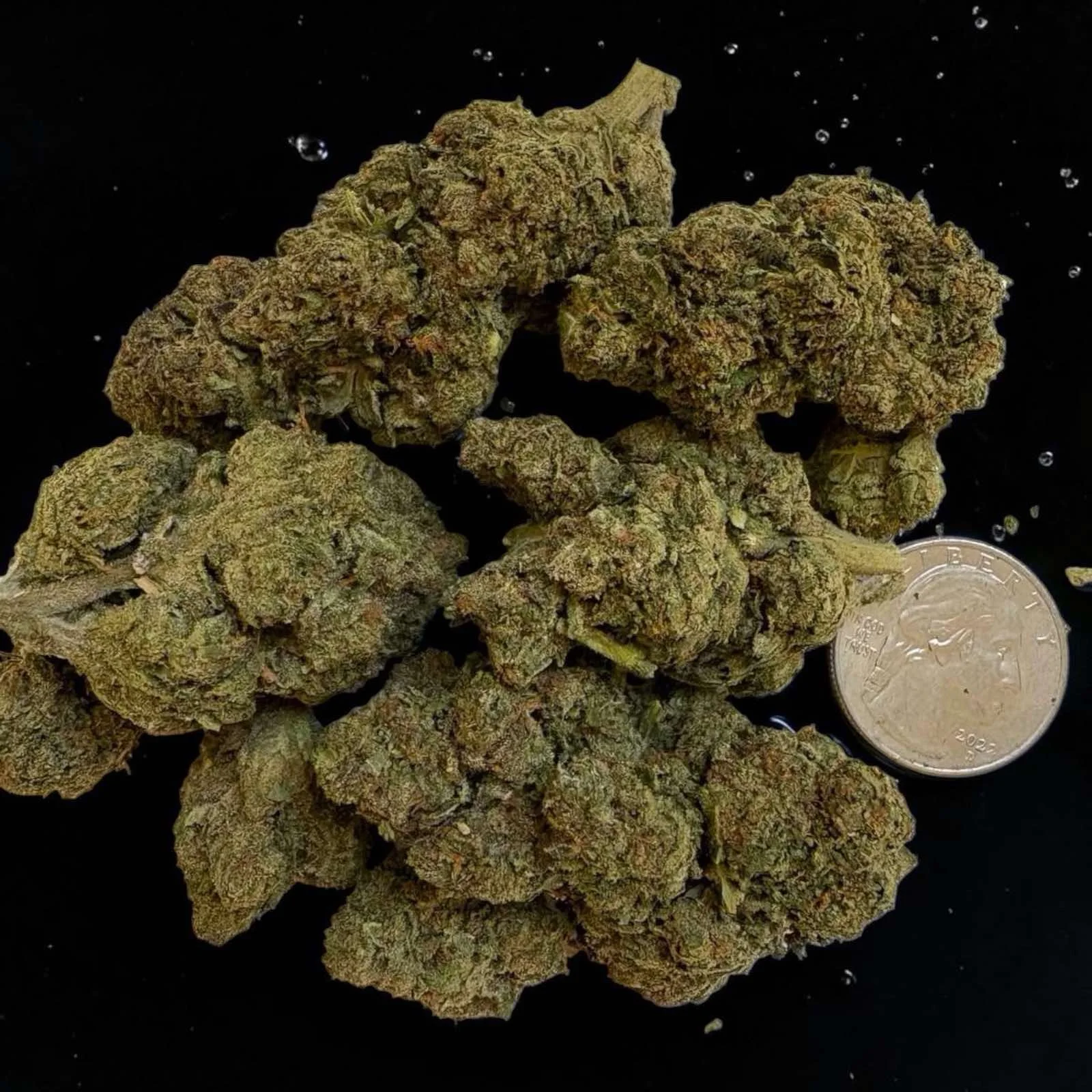 Venom Runtz – Premium Flower