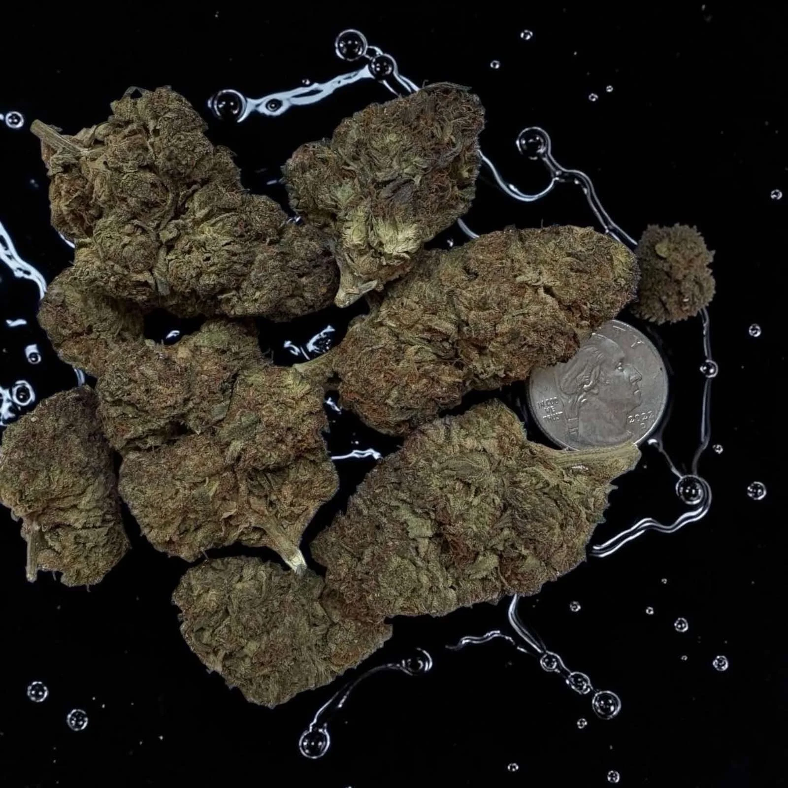 Jack Frost Premium Exotic Cannabis Strain
