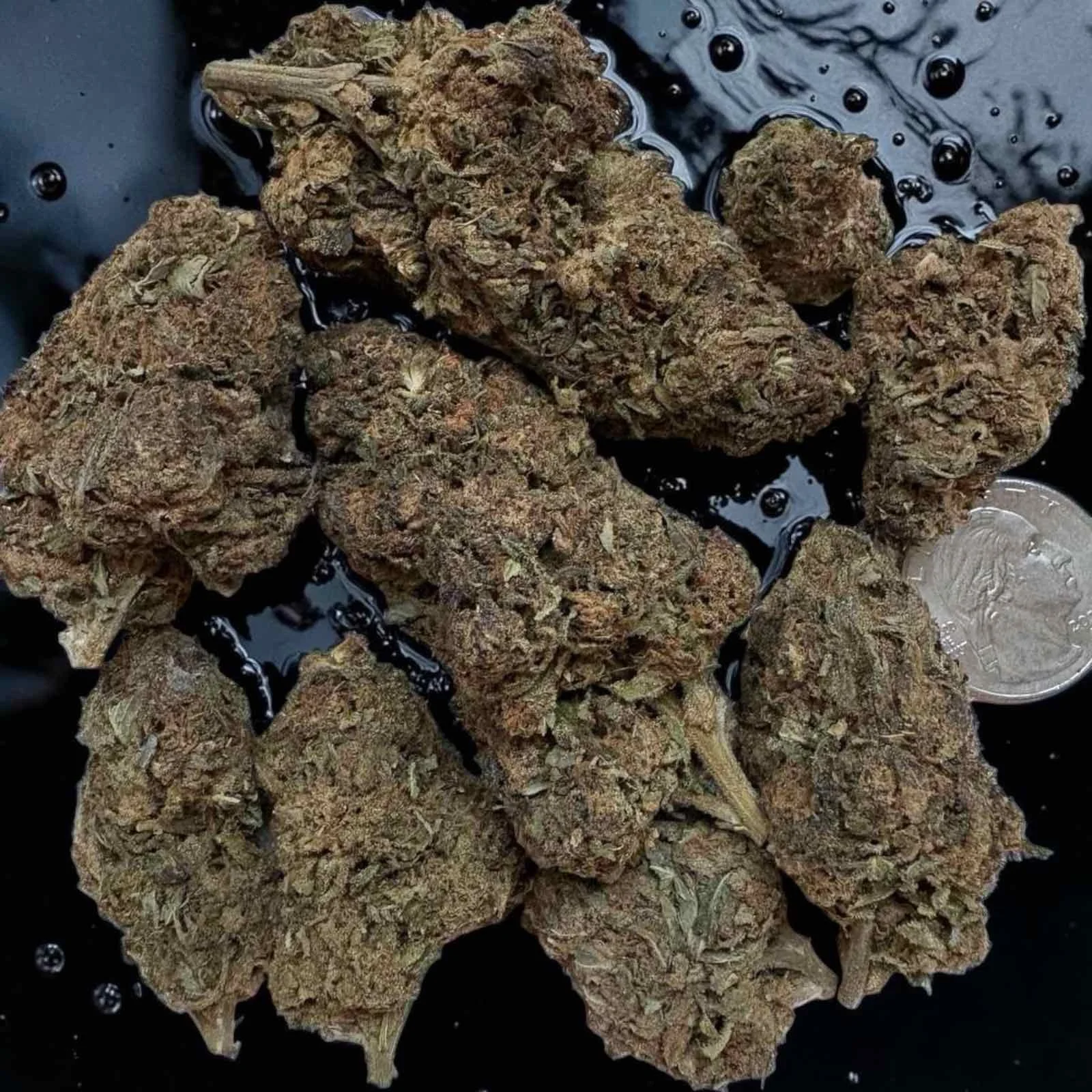 Gushmint Premium Top Cannabis Strain