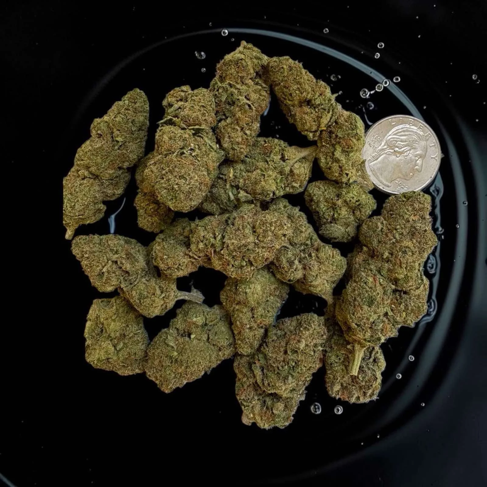 Cosmic – Premium Exotic Flower