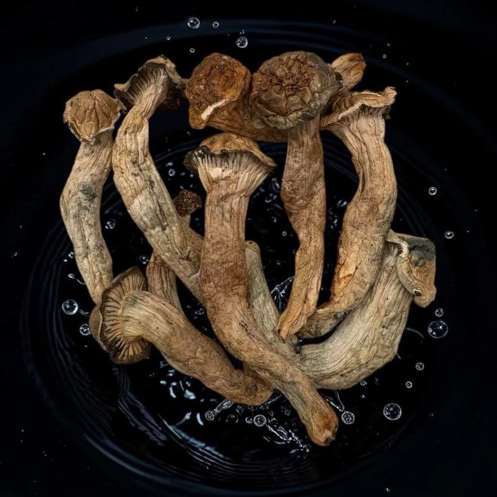 Thrasher Psilocybin Mushrooms | Magic Mushrooms