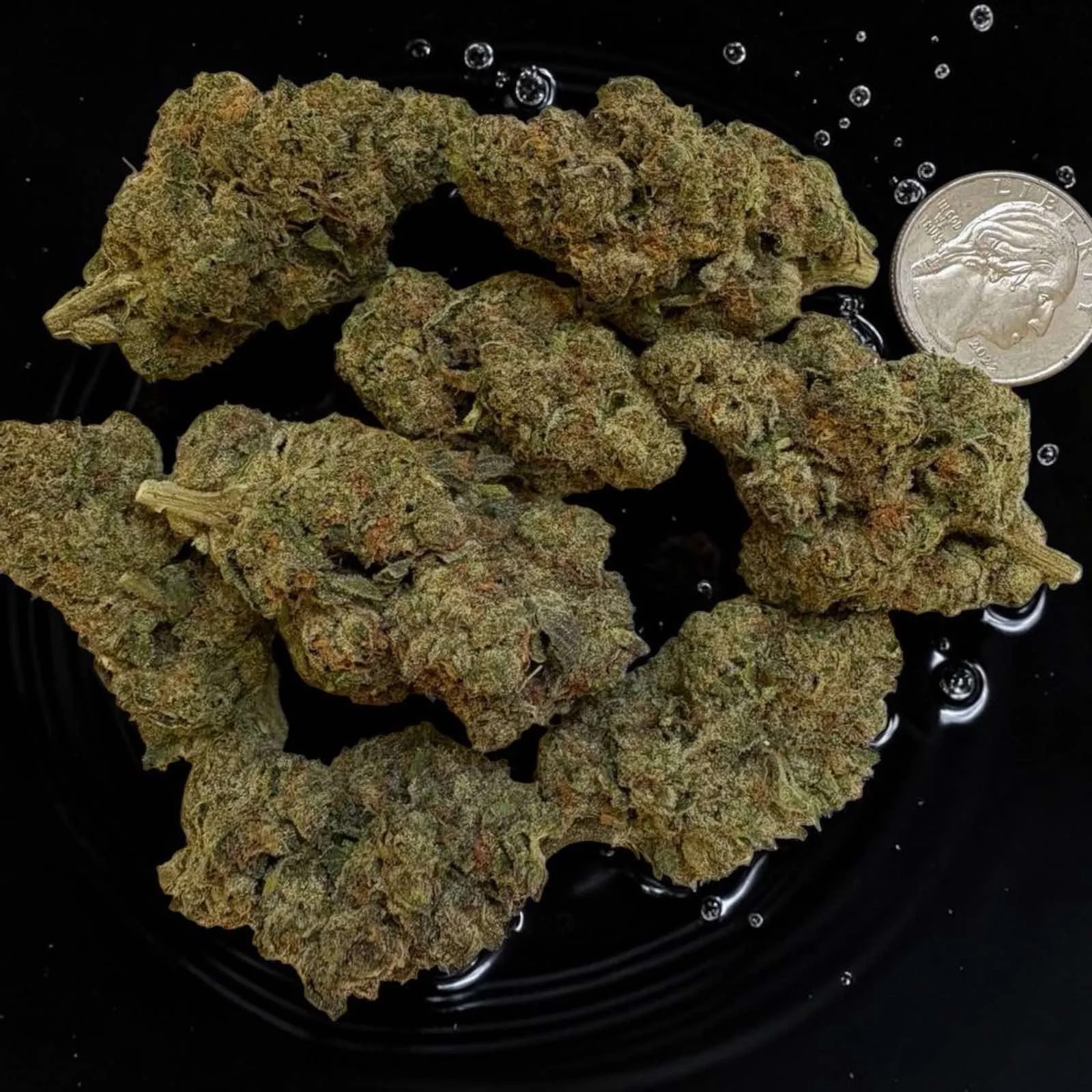 Candy – Premium Exotic Flower