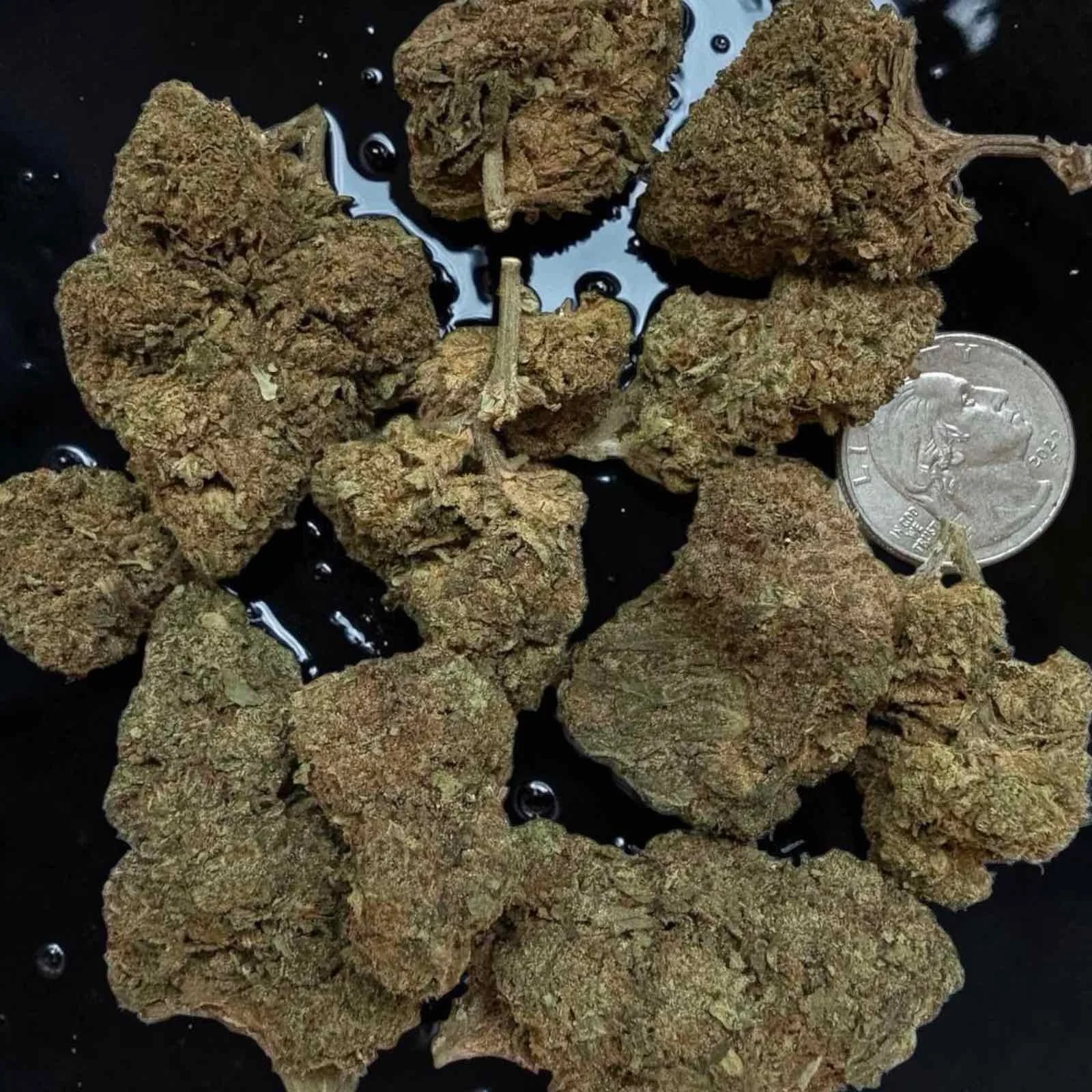 Ice Cream Cake Top Shelf Indoor Cannabis Strain