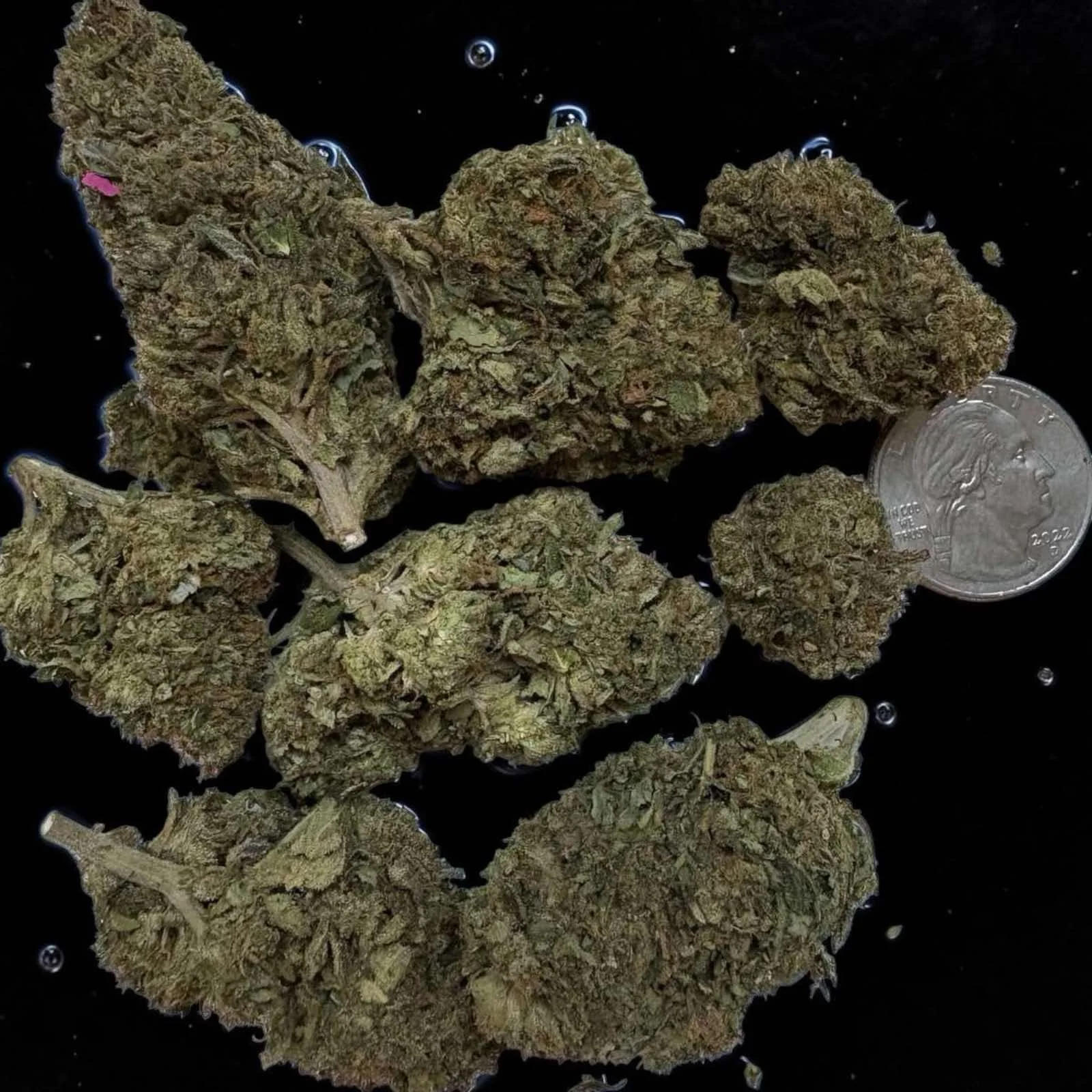 Gelato 41 Top Shelf Premium Cannabis Strain