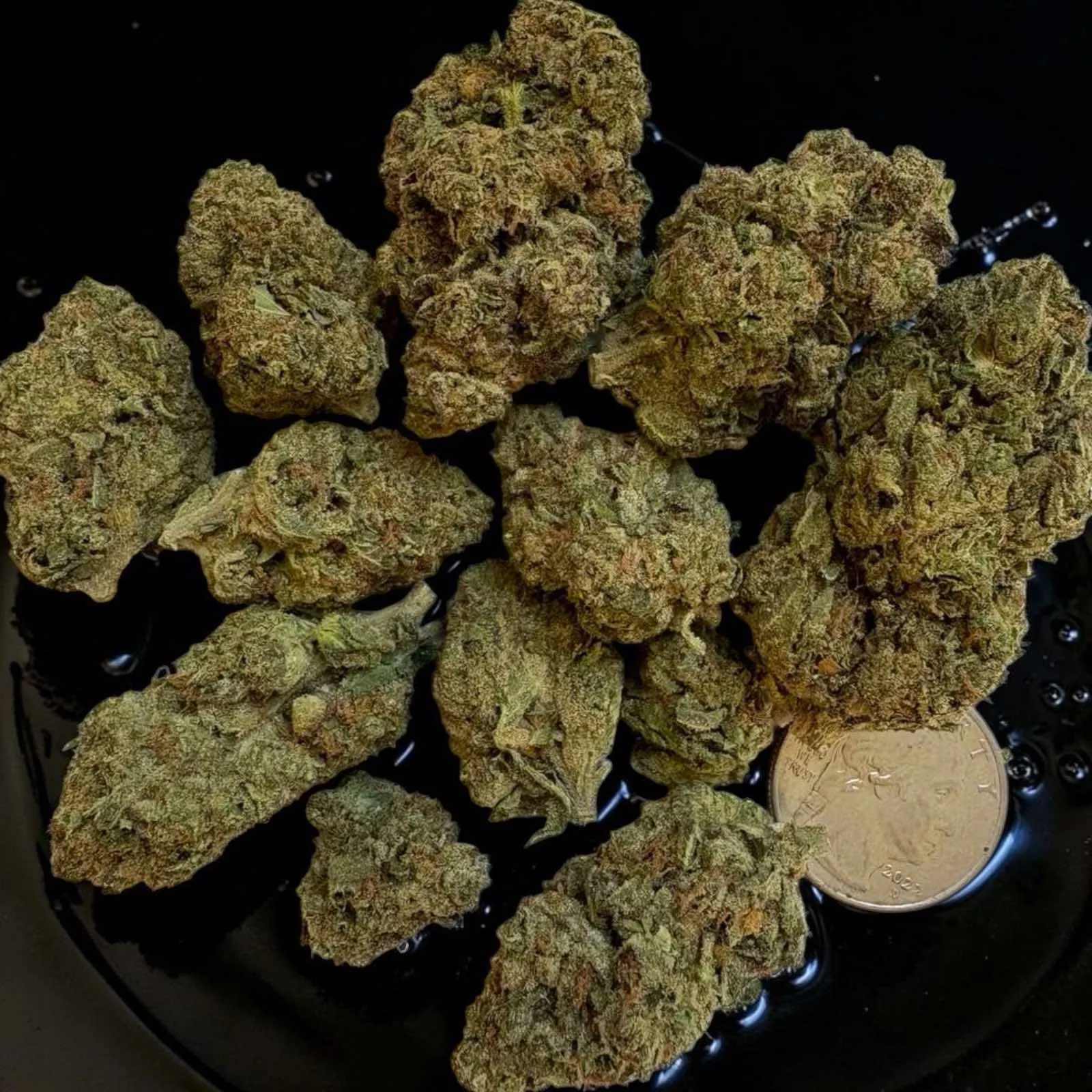 Italian Ice – Premium Flower