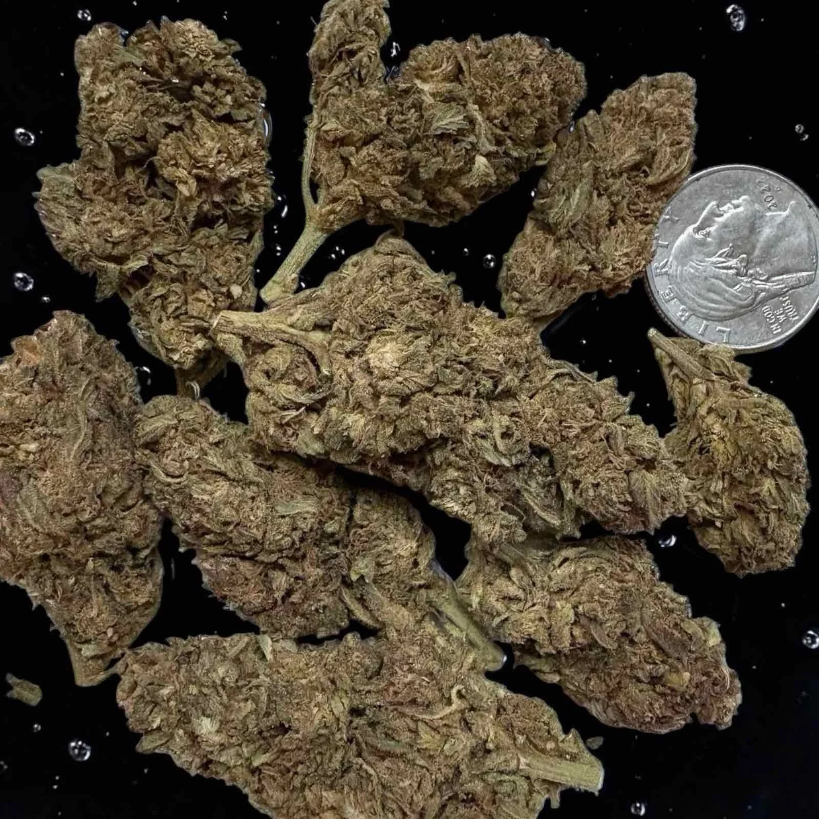 Gelato 34 Top Shelf Indoor Cannabis Strain