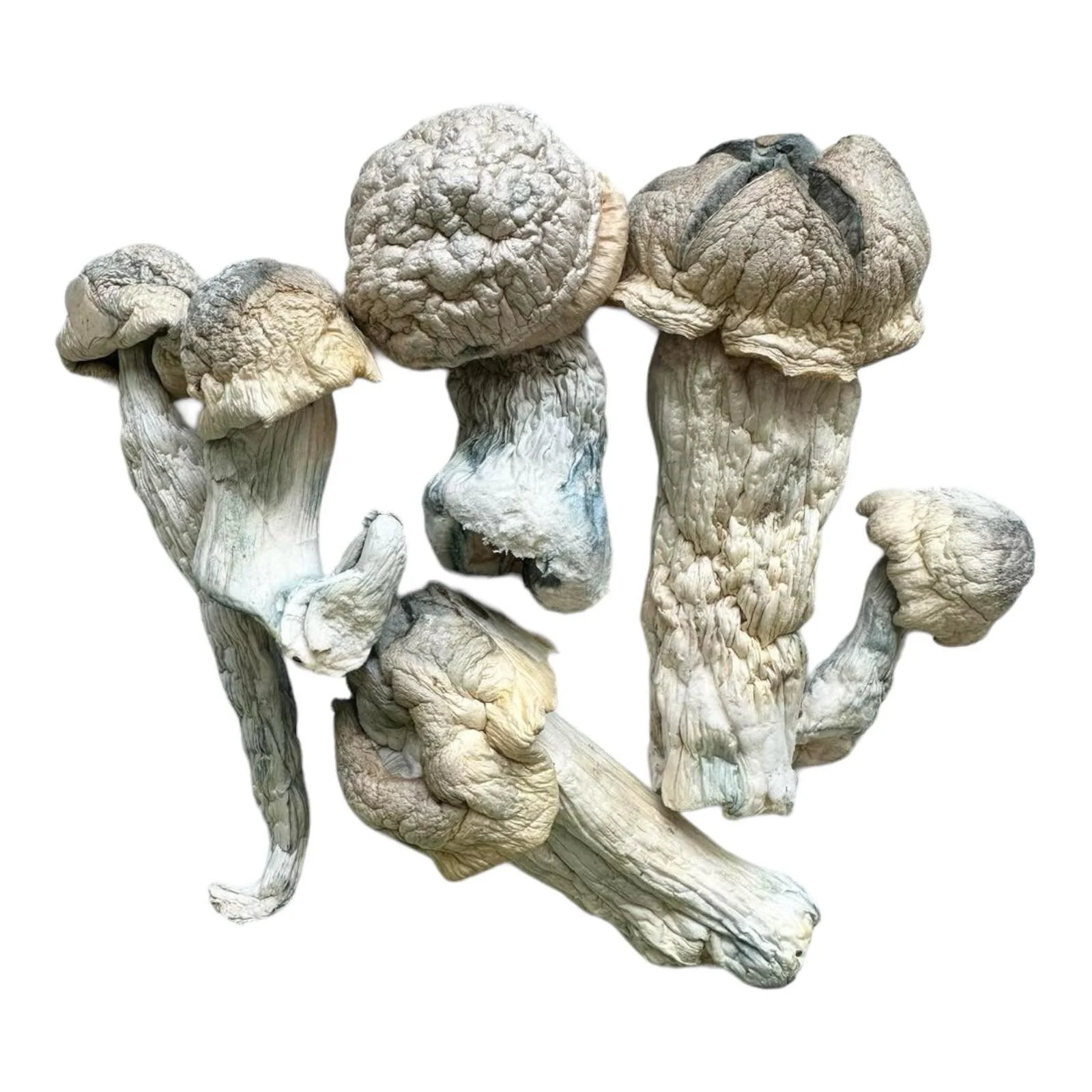 Magic Mushrooms Albino Penis Envy