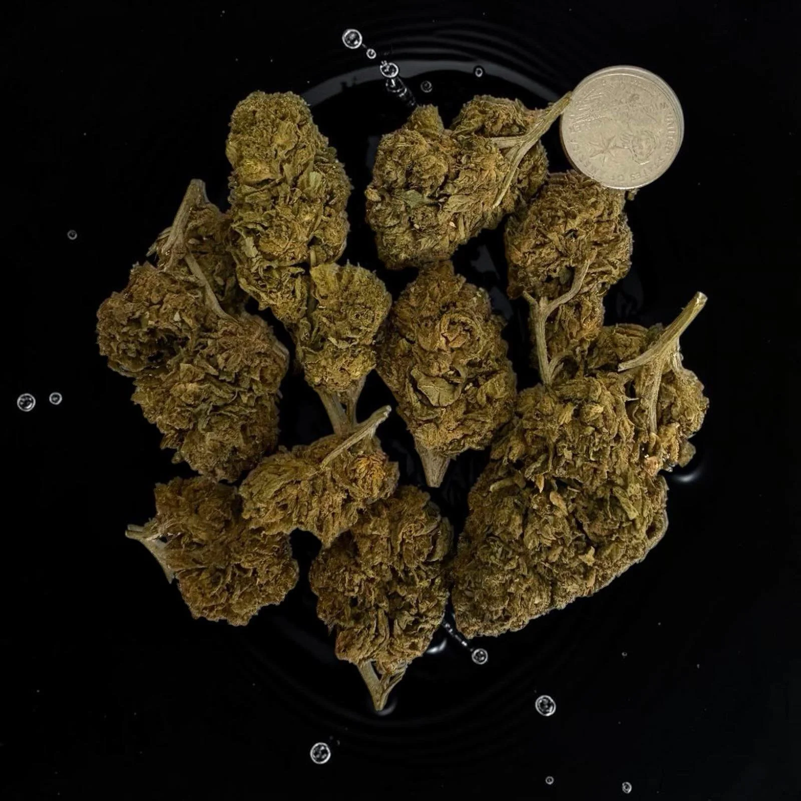 Permanent Marker Top Shelf Cannabis Strain