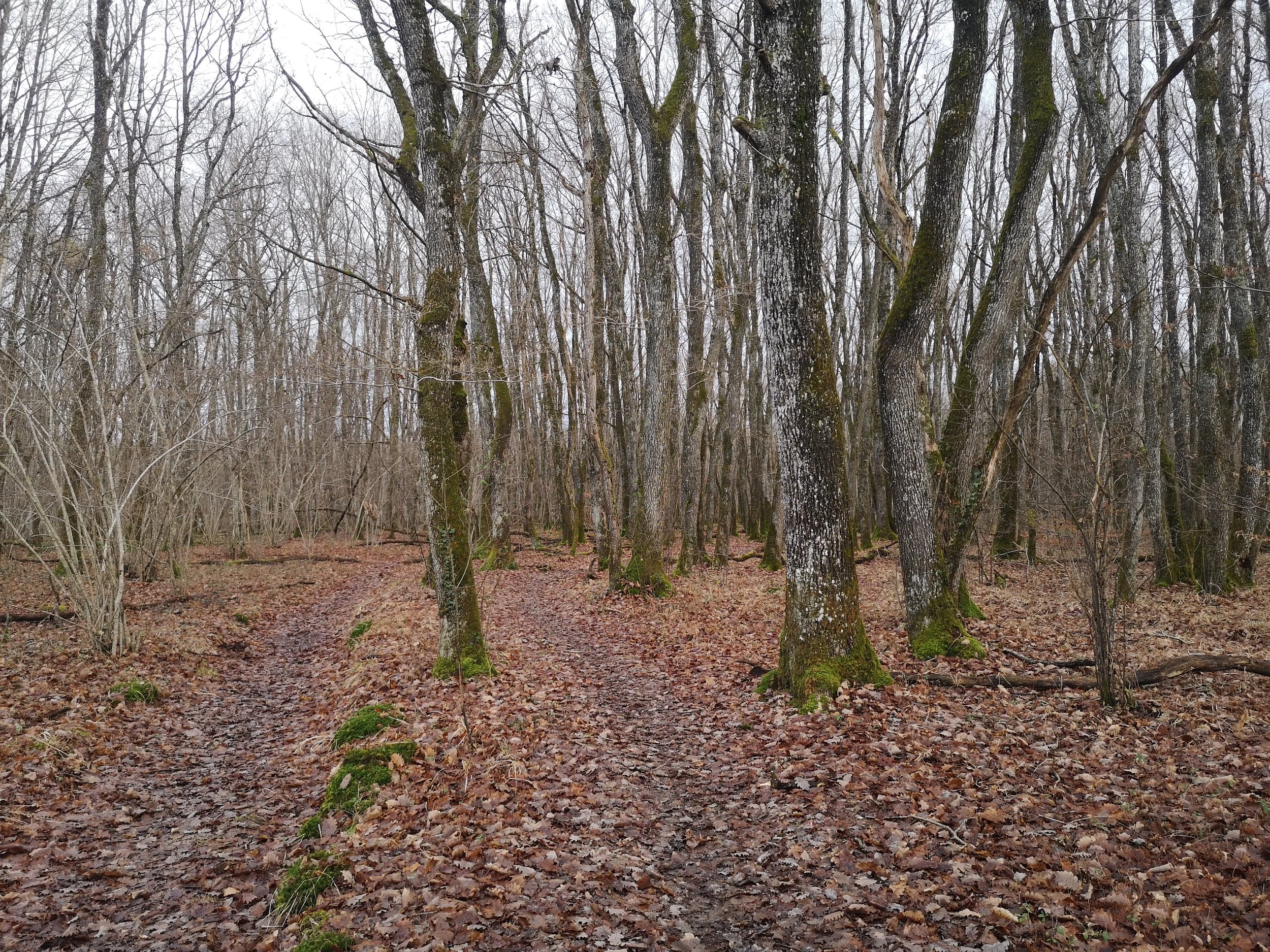 IMG_20201225_152317.jpg