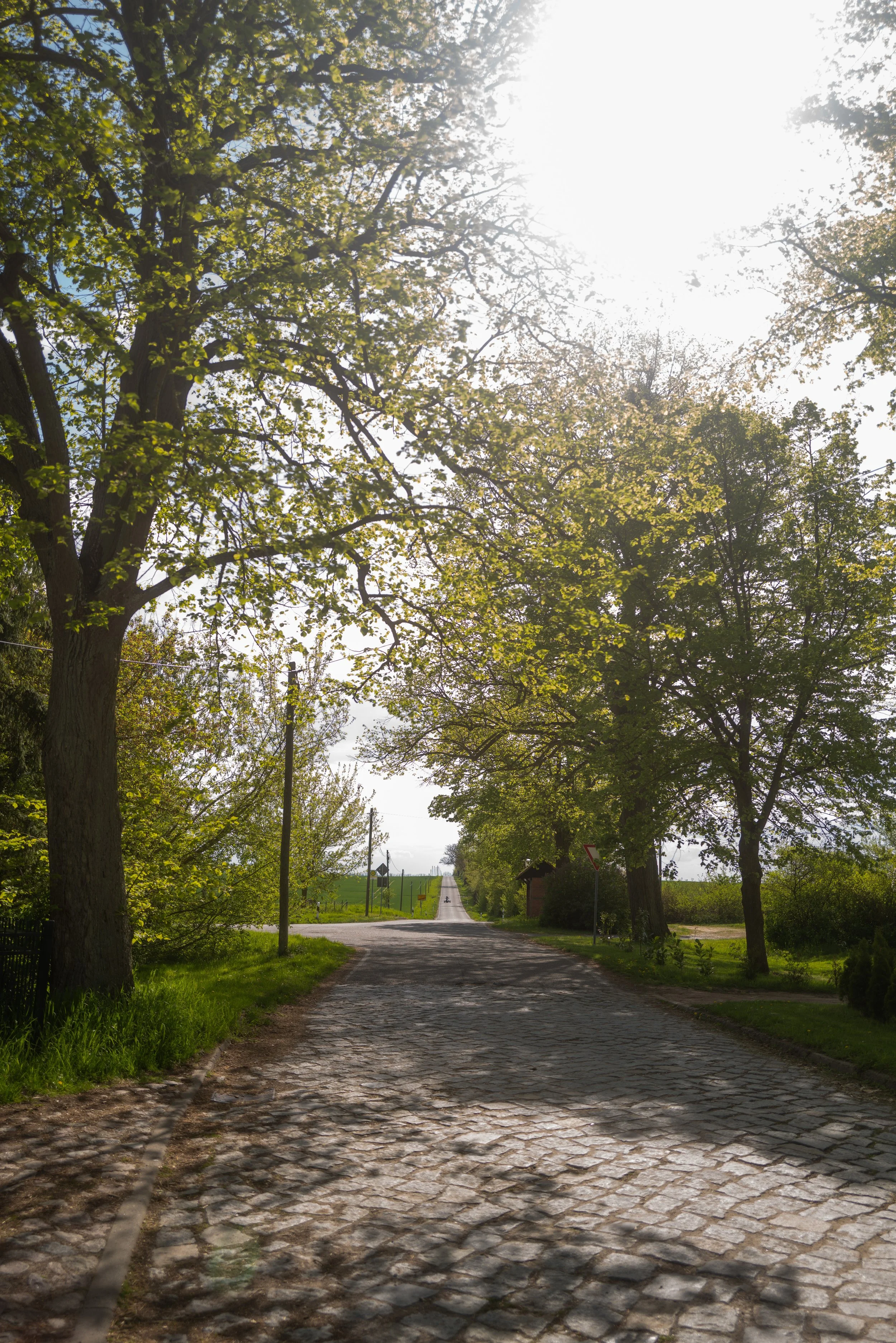 Ein ruhiger Straßenabschnitt, umgeben von großen Bäumen mit grünen Blättern, bei Tageslicht, mit Pflasterstein- und Asphaltwegen, in einer ländlichen Umgebung.