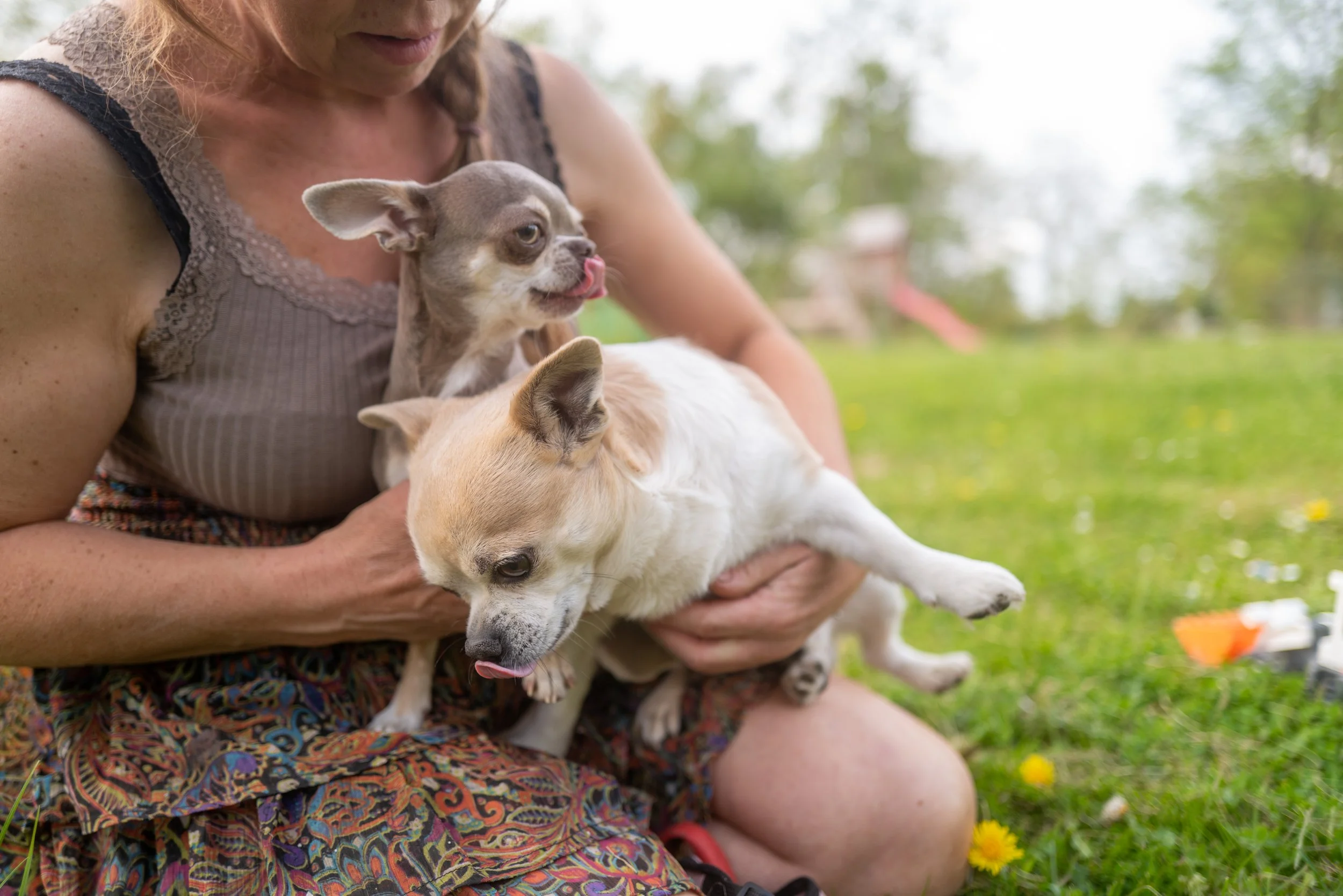 Eine Frau hält ein kleines Hund, der auf ihrem Schoß sitzt, während sie draußen im Grünen sitzt.