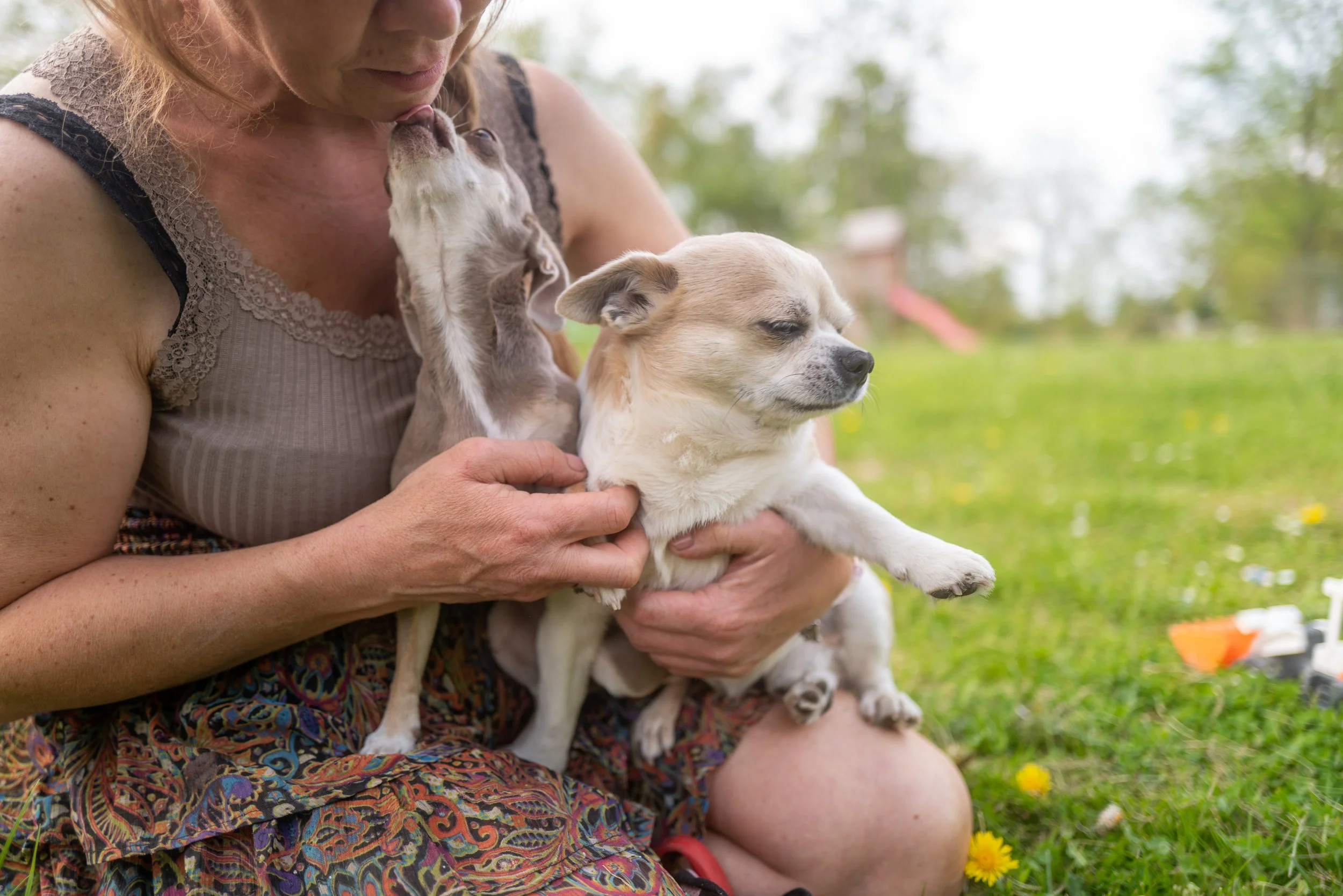 Eine Frau hält drei kleine Welpen in ihren Armen, die sich gegenseitig küssen und anblicken. Sie sitzt im Grünen, umgeben von Blumen und Bäumen.