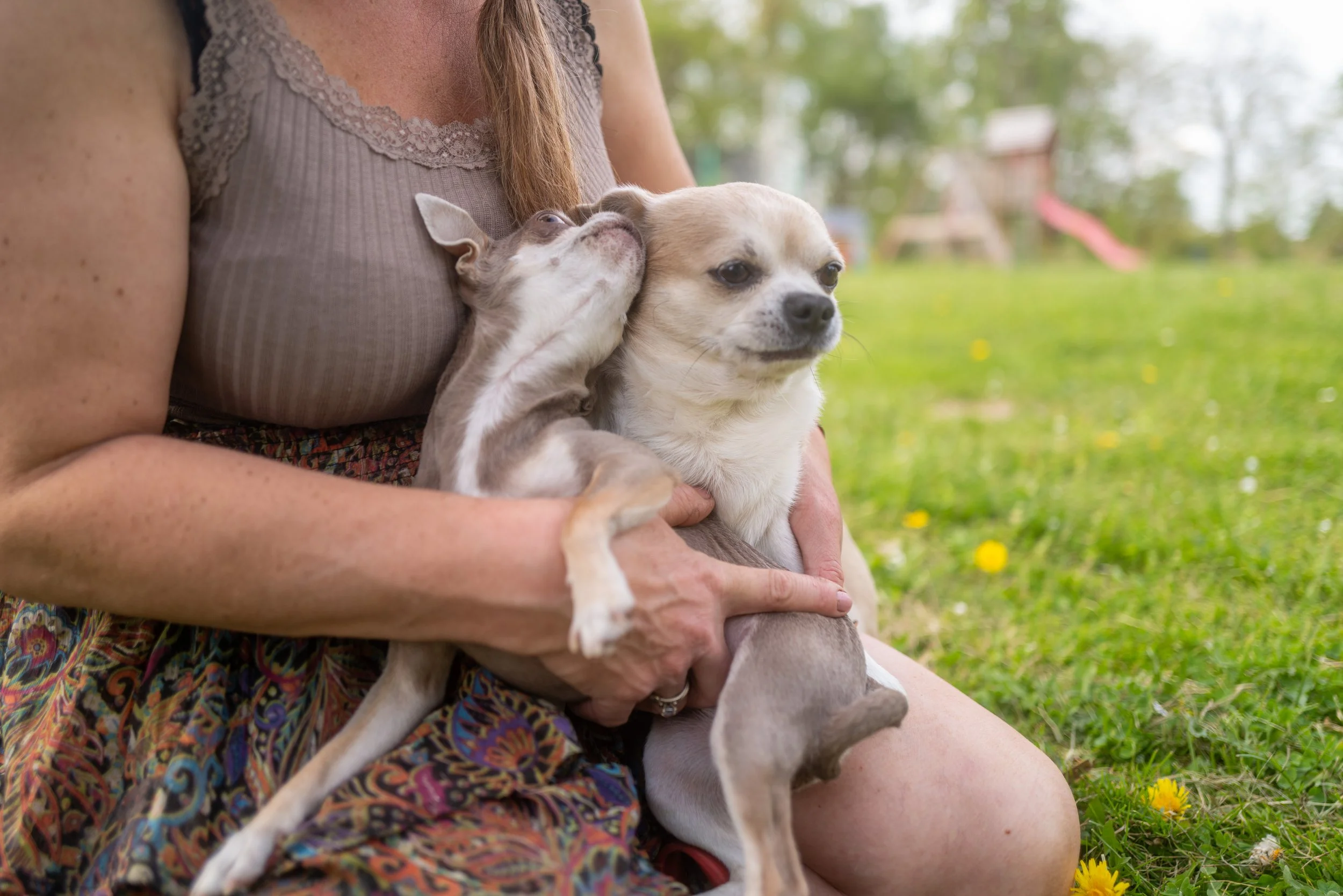 Eine Frau hält zwei kleine Hunde in den Armen, während sie im Freien im Grünen sitzt. Einer der Hunde ist beige mit weißen Flecken, der andere braun-weiß.