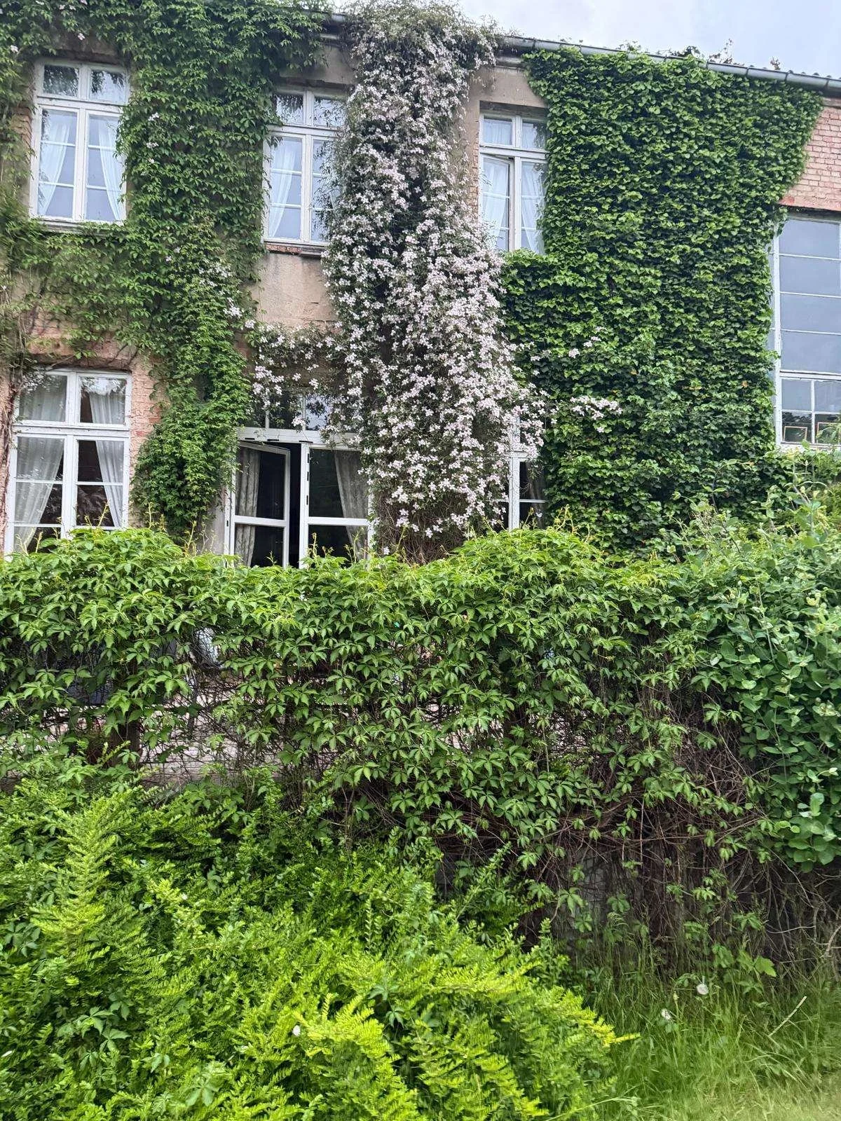 Ein Gartengehölz vor einem Haus mit Pflanzen und Blättern. Das Haus ist teilweise von Efeu bedeckt, mit mehreren Fenstern und öffnenden Fenstern. Im Vordergrund ist eine grüne Hecke und anderes Laub.