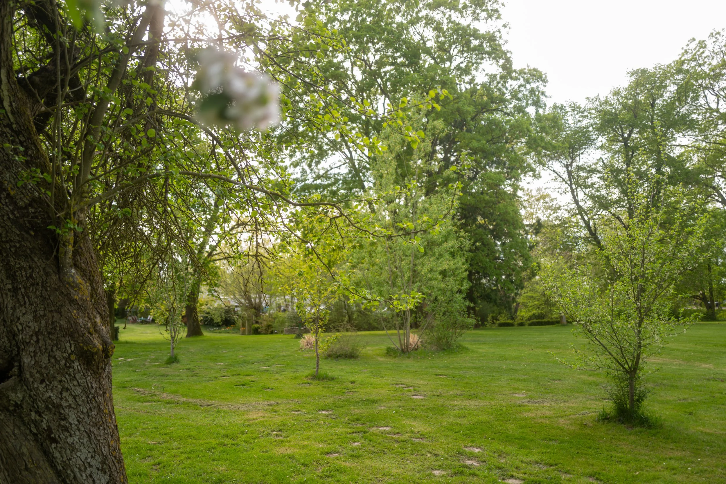 Ein Park mit Bäumen und grünem Rasen, Sonnenlicht scheint durch die Äste.