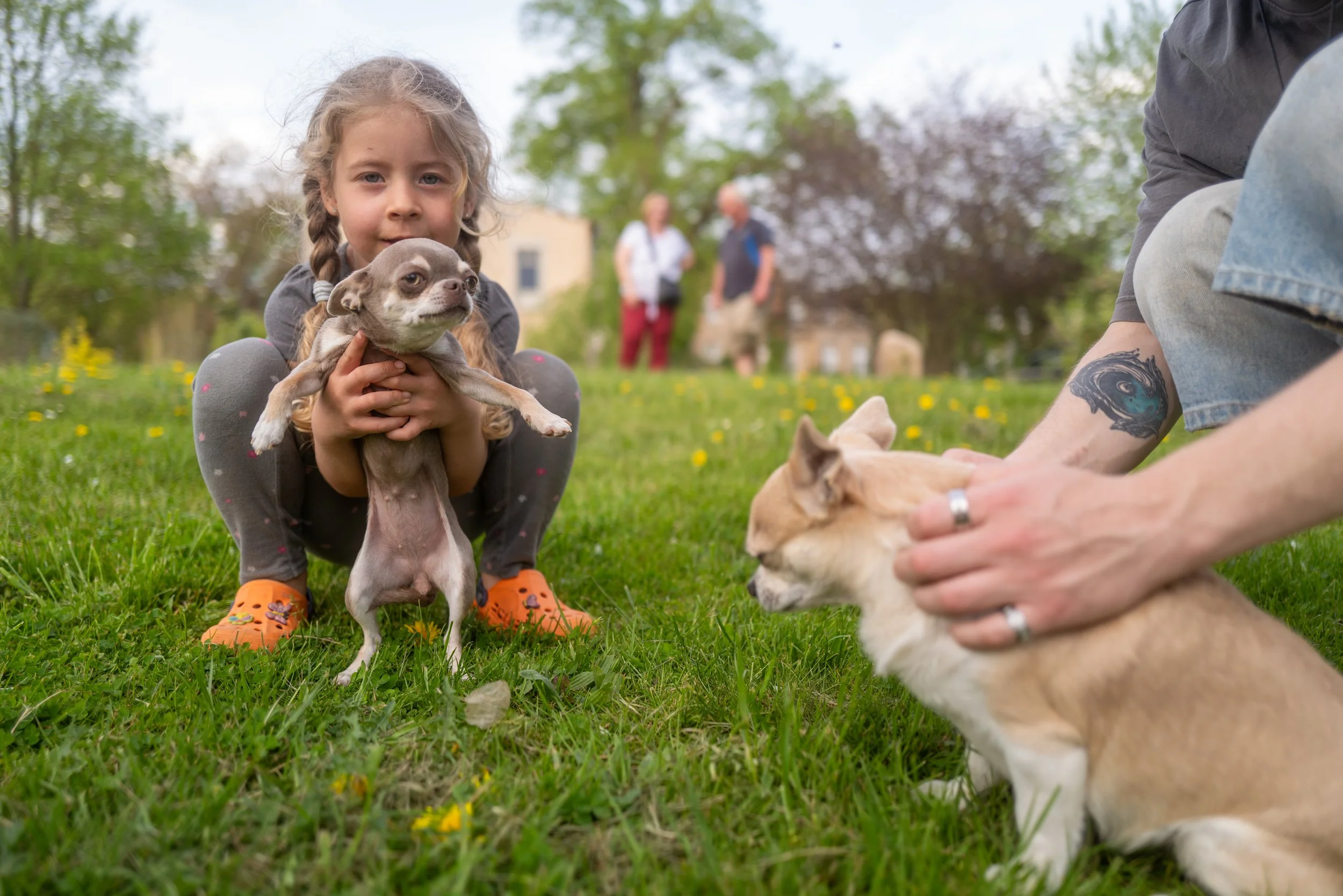 Ein kleines Mädchen hält einen Chihuahuahund in den Händen. Im Vordergrund ist ein weiteres Hund zu sehen, das Streicheleinheiten von einer Person erhält. Im Hintergrund sind zwei Personen, die im Park spazieren gehen, leicht verschwommen. Die Szene 