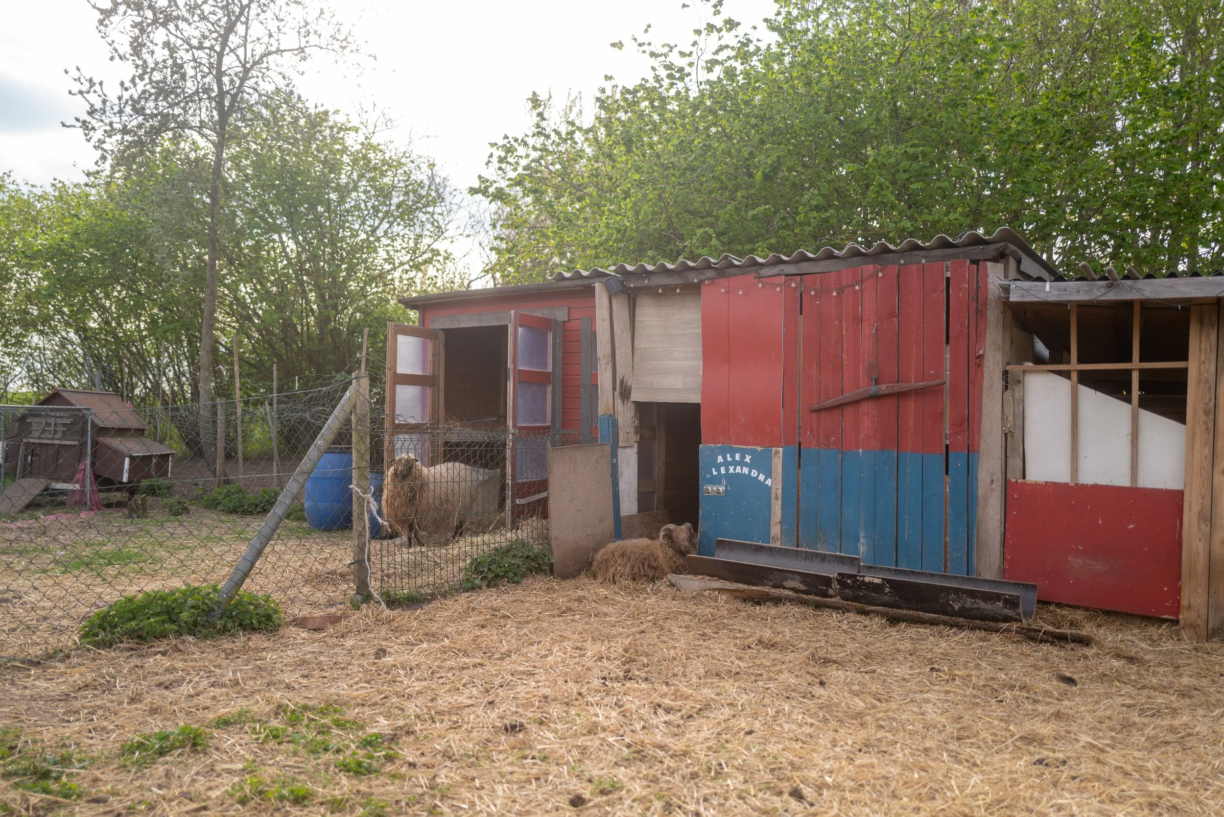 Ein Hühnerstall mit einem braunen Huhn, das darin sitzt. Der Stall ist aus Holz und bemalt in rot, weiß und blau. Es gibt einen Zaun aus Draht, der das Gelände umgibt, und im Hintergrund viele grüne Bäume.