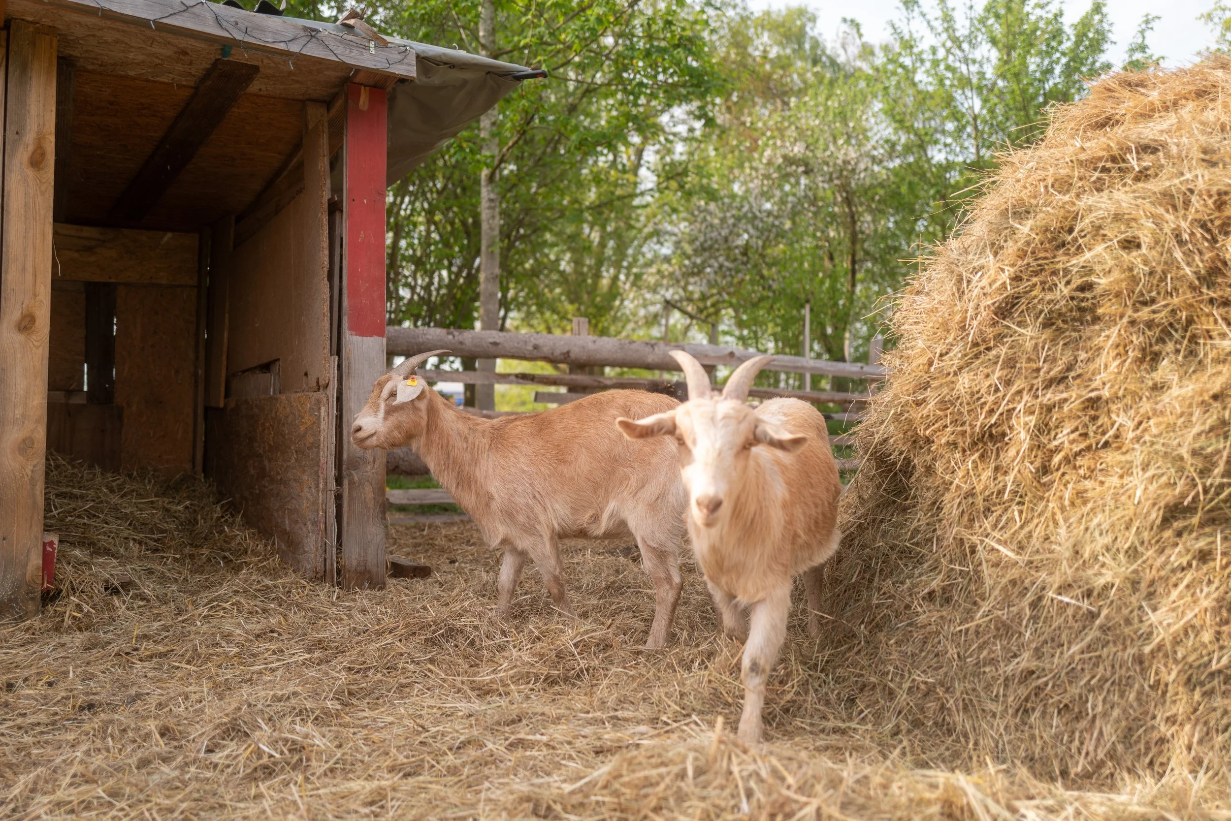 Zwei Ziegen in einem Stall mit Heu und einer Holzhütte im Hintergrund, umgeben von Bäumen.