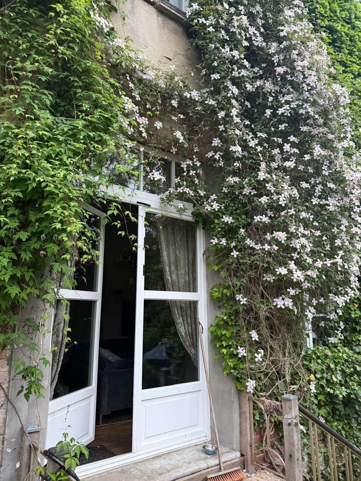 Ein Fenster mit weißen Rahmen und Gardinen ist von einer blühenden Kletterpflanze mit weißen Blüten umgeben.
