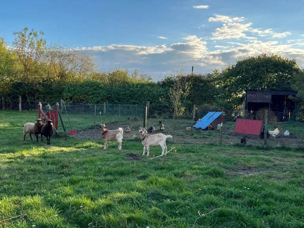 Ein Hühner- und Ziegengehege auf einer grünen Wiese mit Bäumen und einem Himmel mit Wolken im Hintergrund.
