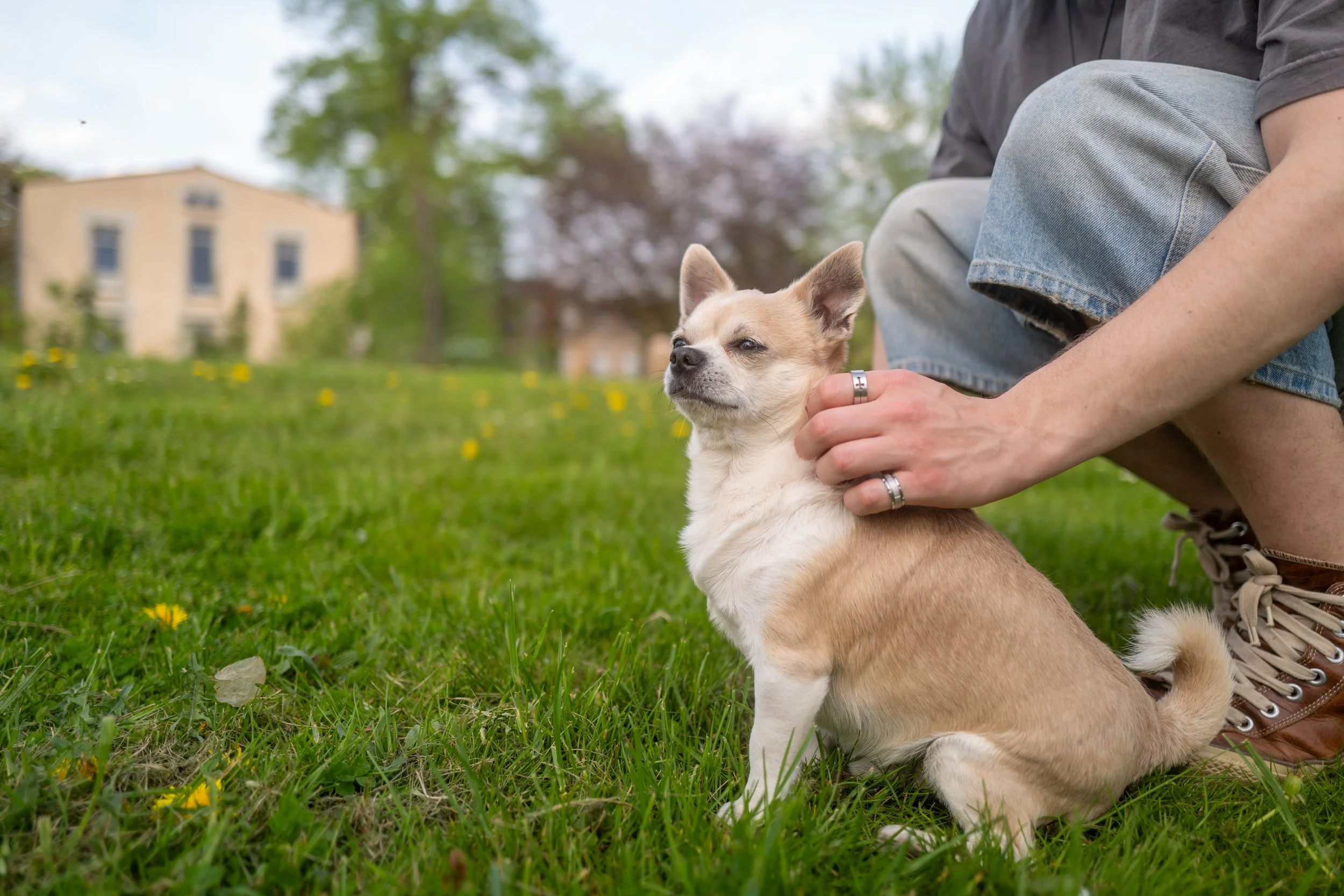 Ein Hund mit brauner und weißer Fellfarbe liegt im Gras, während eine Person im T-Shirt und jeansshorts ihn streichelt. Der Hintergrund zeigt einen Garten mit Bäumen und einem Haus.