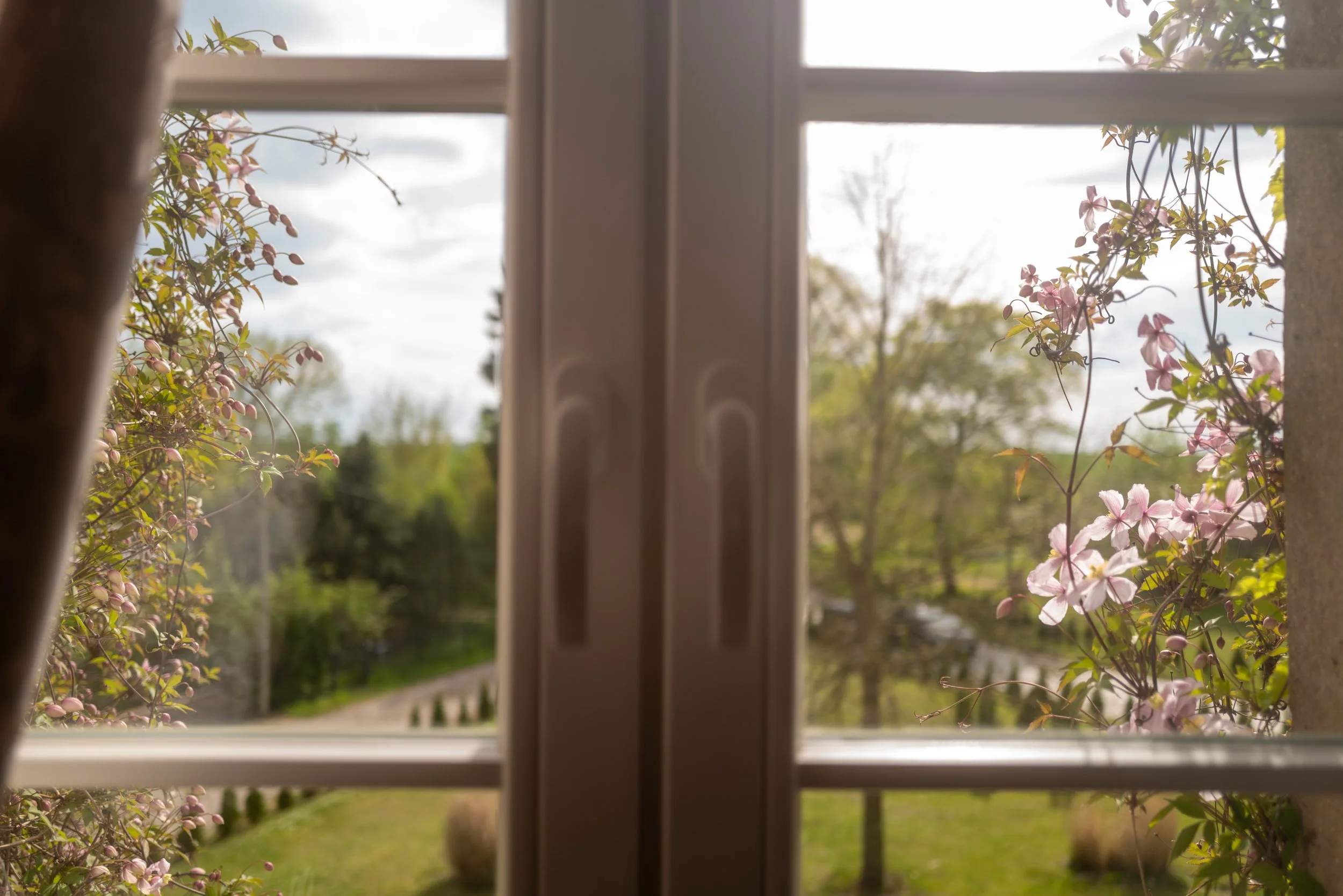 Blick durch ein Fenster auf blühende Rosen und einen Garten mit Bäumen bei Sonnenlicht.