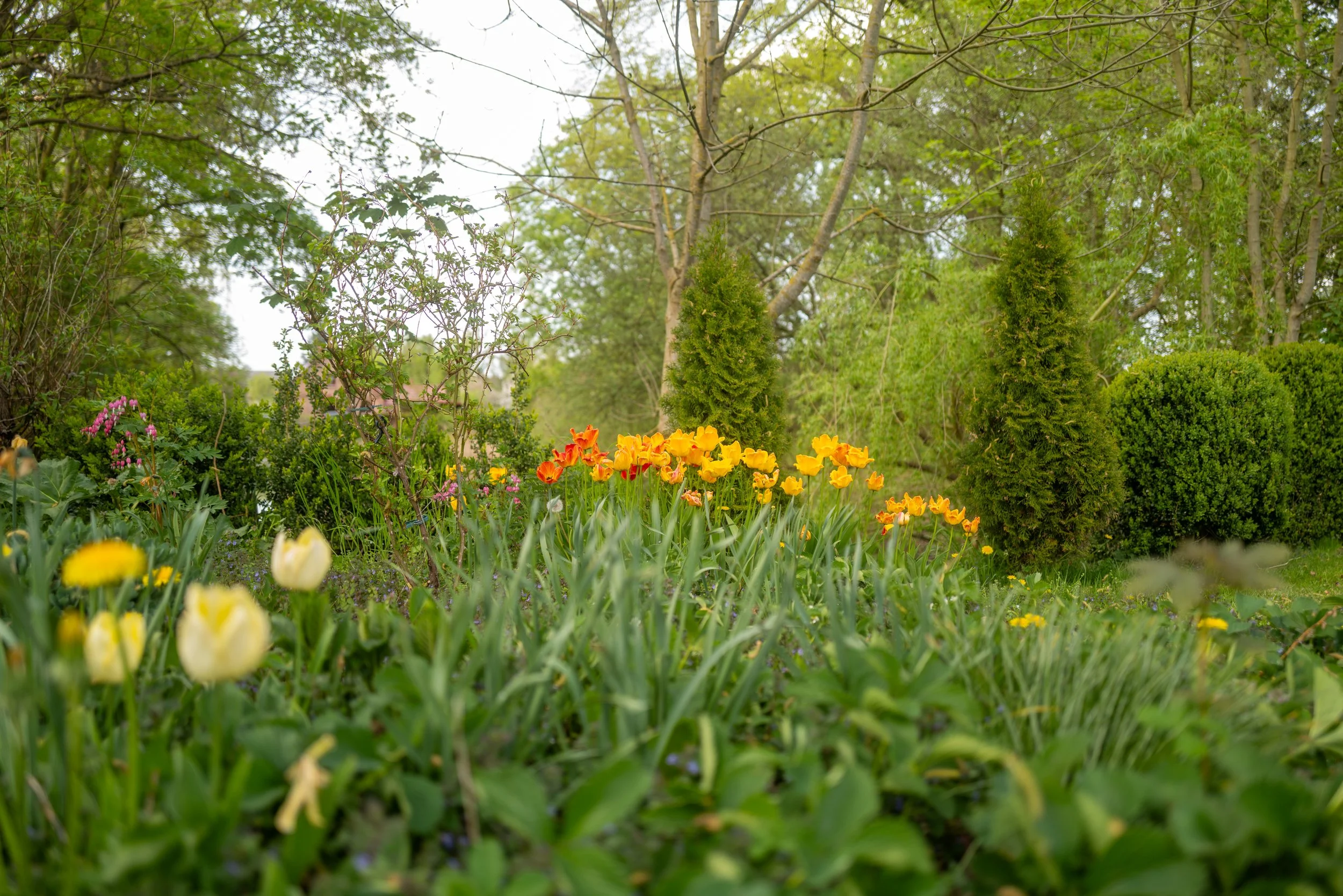 Bunt blühender Garten mit Tulpen, Hyazinthen und Kiefern. Hintergrund mit Bäumen und Himmel.