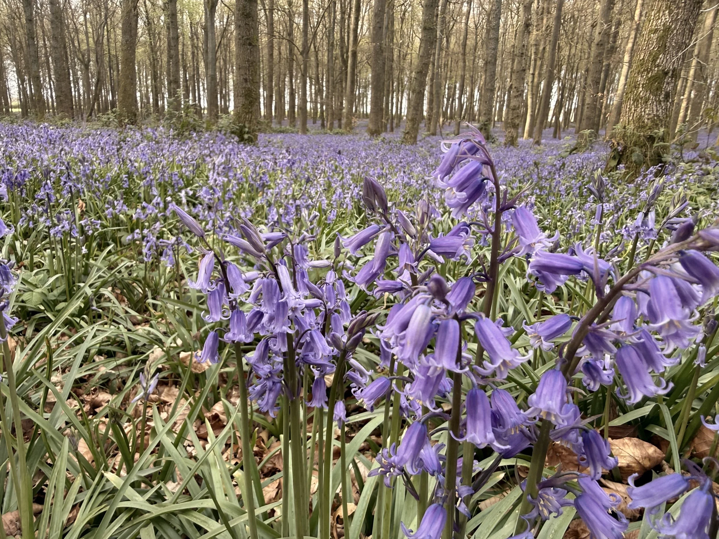 A forest with tall trees and a ground covered in purple flowers.