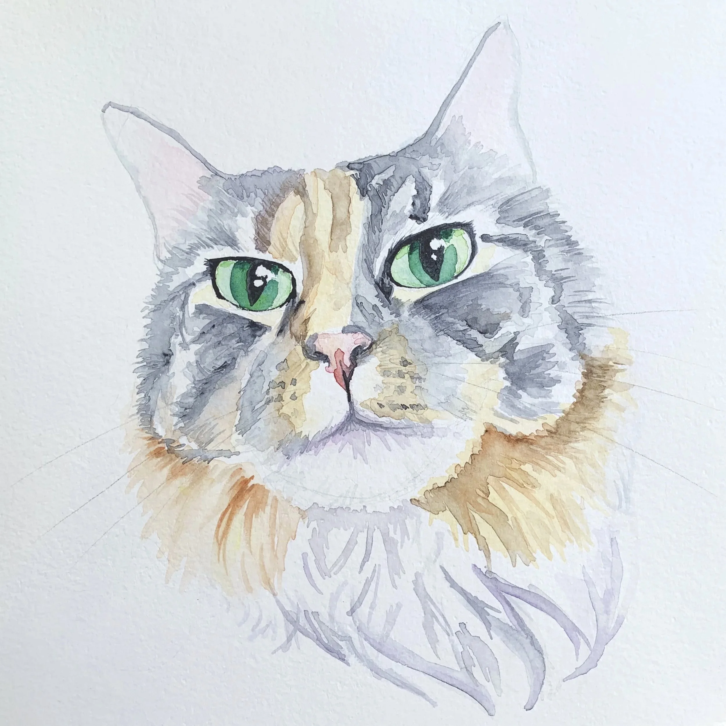 Iliana's Cat | 8" x 8" Watercolor