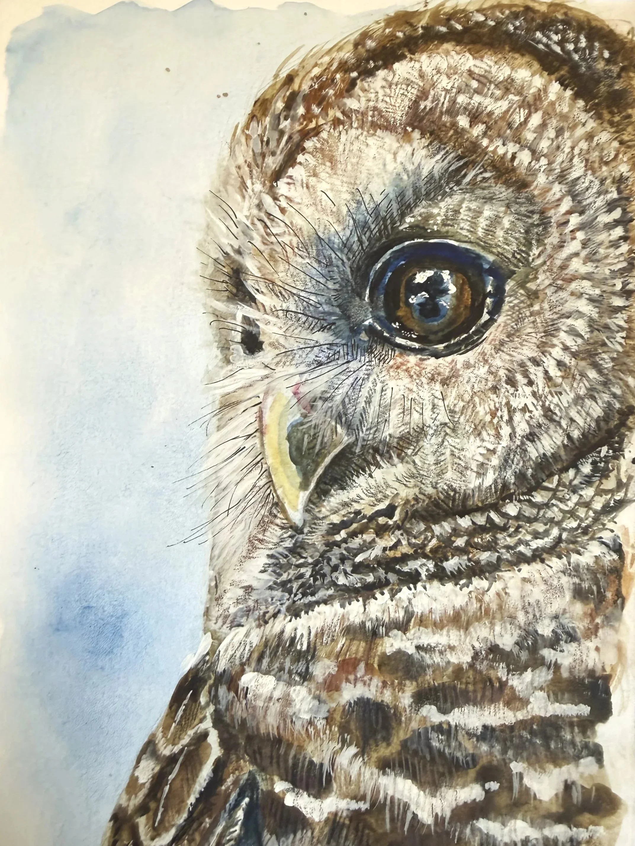 Barred Owl | 5.5" x 8" Watercolor and Ink
