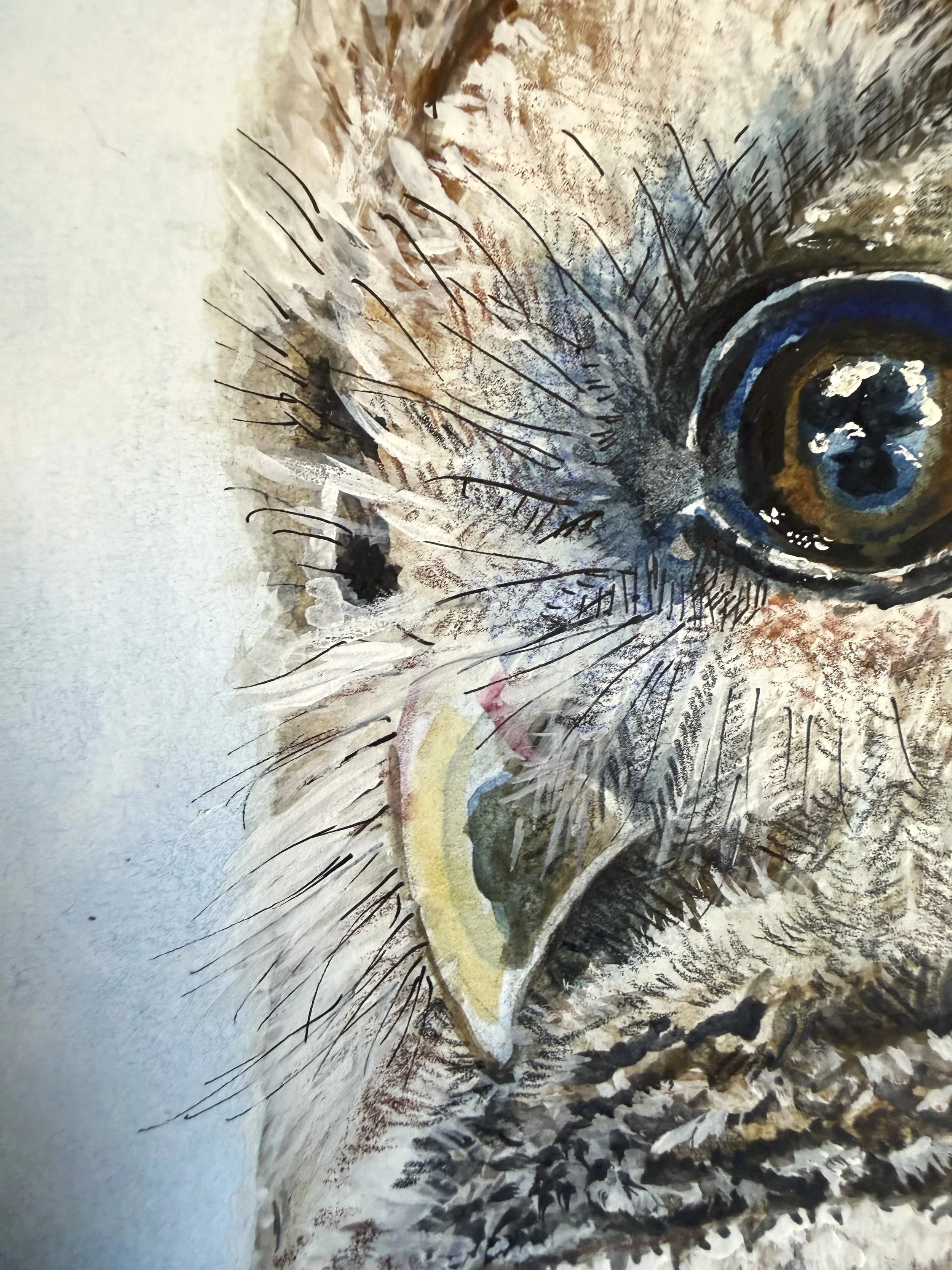 Barred Owl | Detail View