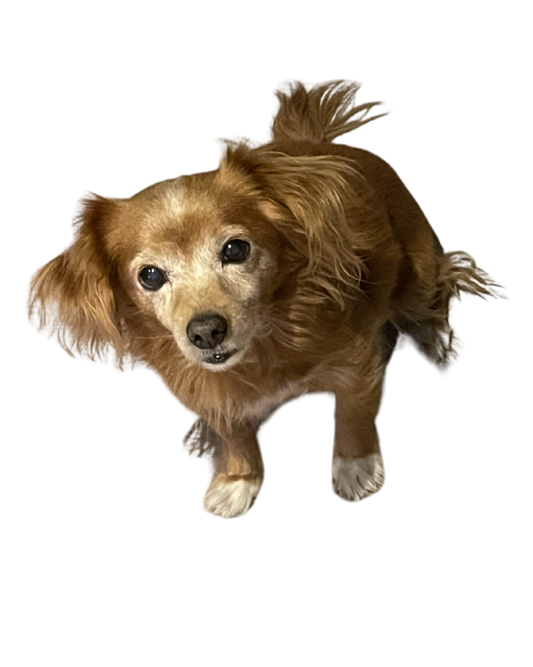 A small brown dog with long ears and a fluffy tail, looking up at the camera.