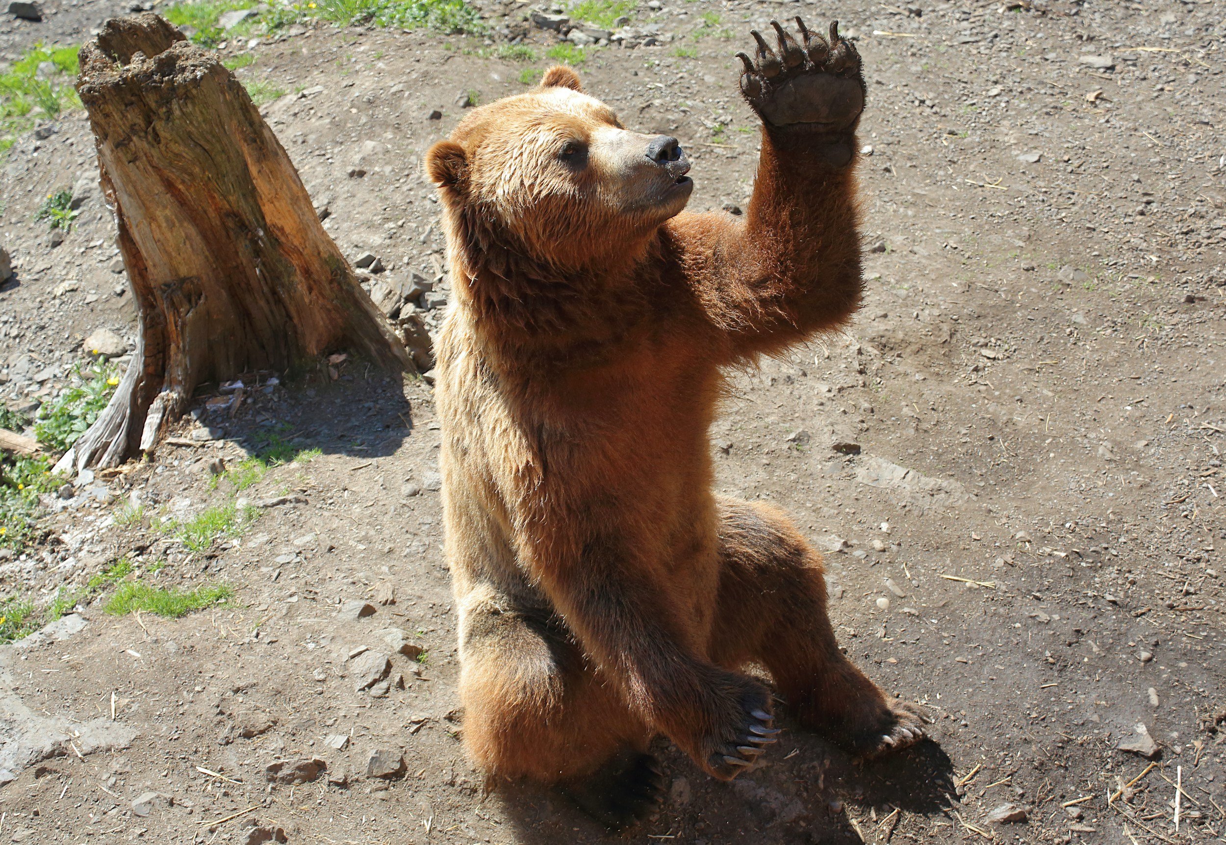 A young brown bear sitting on a dirt ground with its front paw raised, near a weathered tree stump and some green plants.