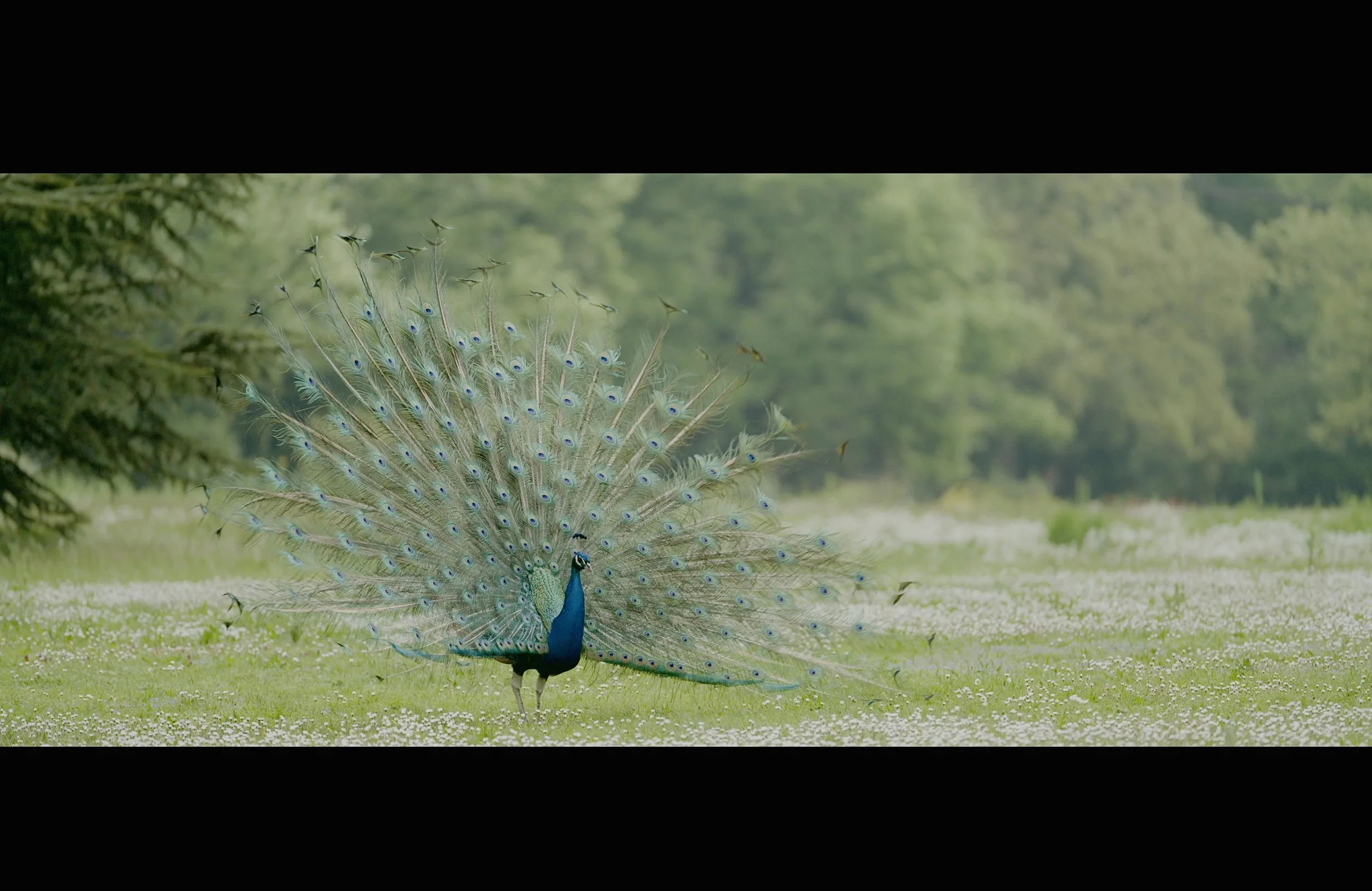 A peacock displaying its vibrant blue and green tail feathers in a lush green park.