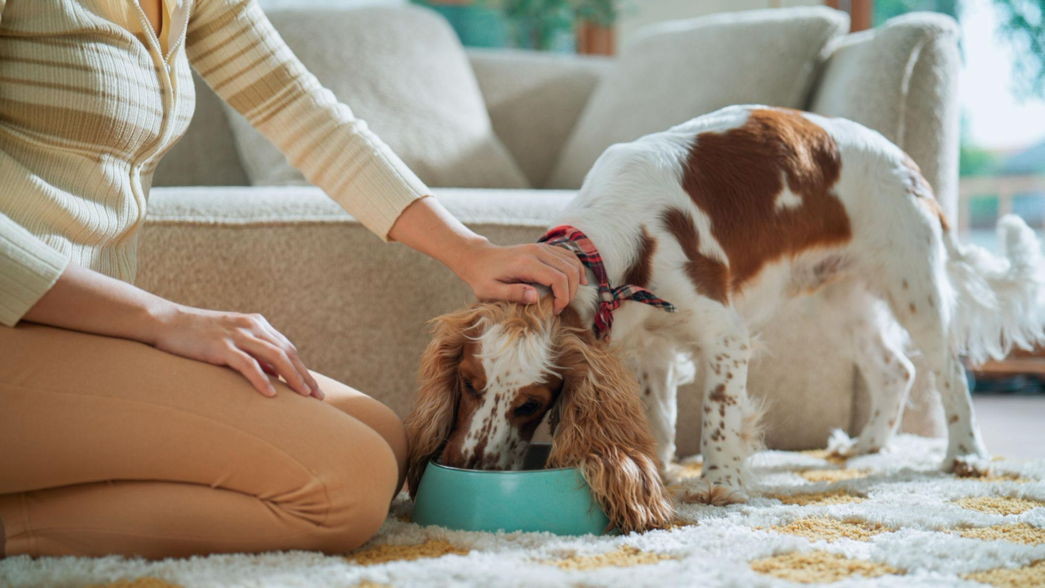 Pet Care Support
