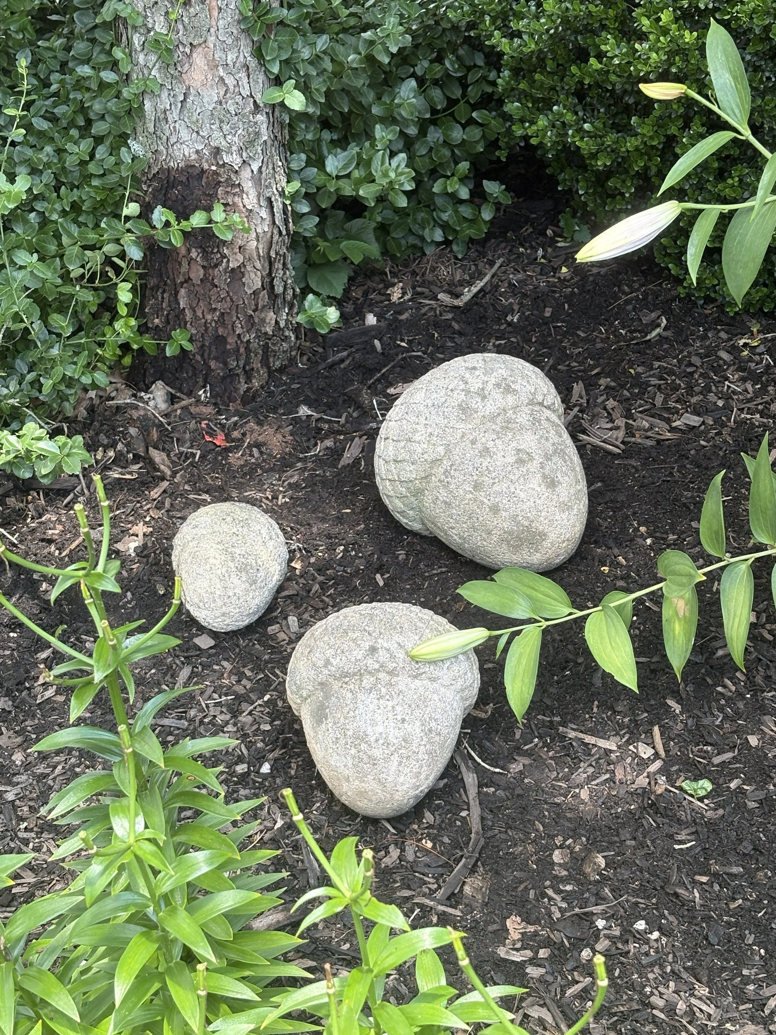 Acorns under tree 1.jpg