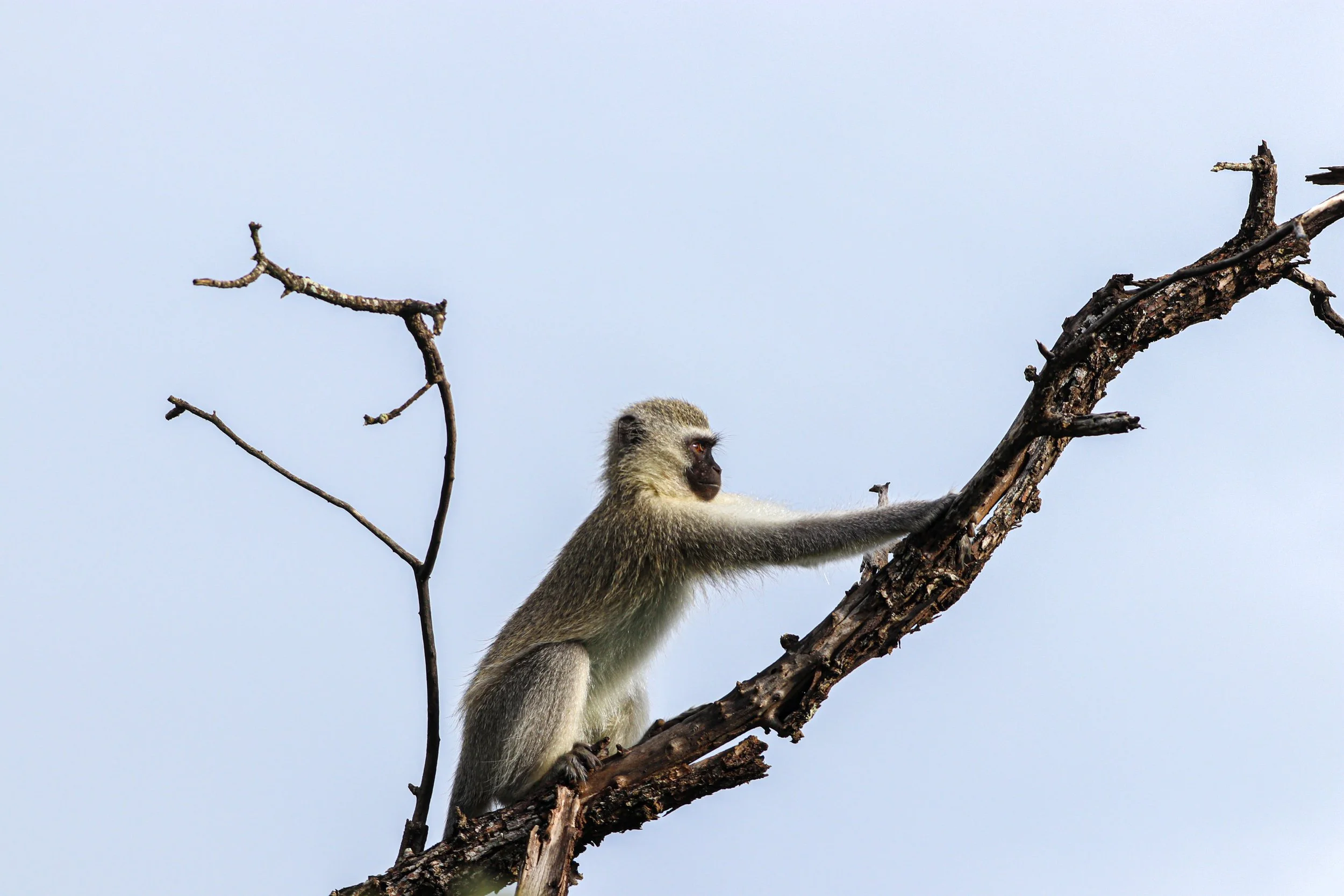 A small monkey climbing a thin tree branch against a pale blue sky.