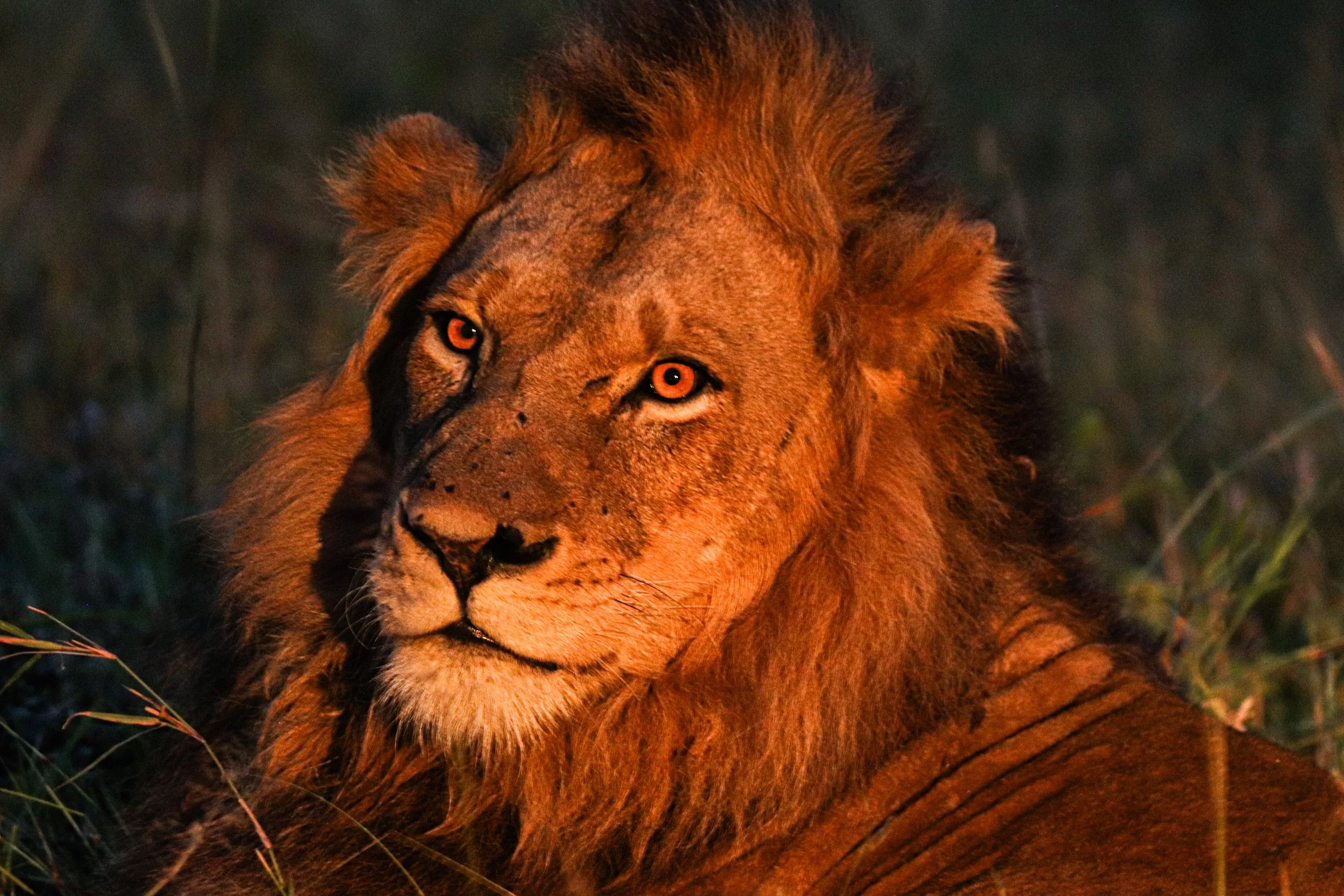 Lion: Evening light, and everything that comes with it.