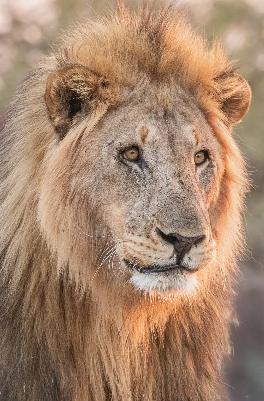 The King Is Dead: A Transition of the Pride and Power