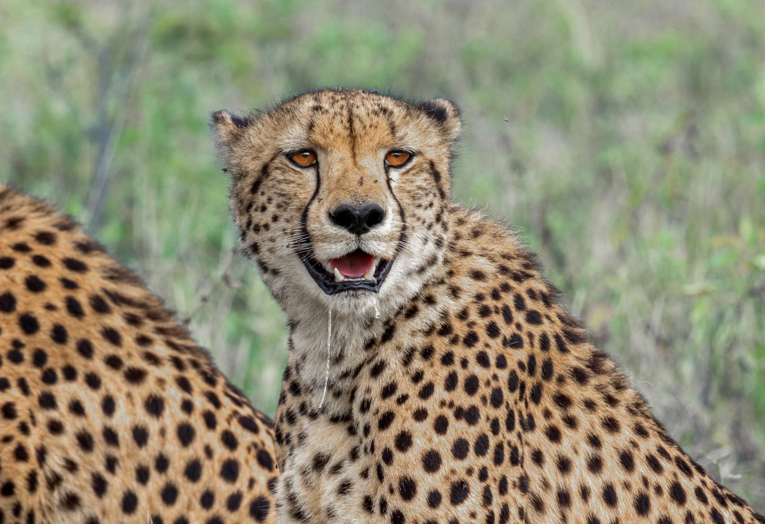 A cheetah with its mouth open, showing sharp teeth, in a natural grassland environment.