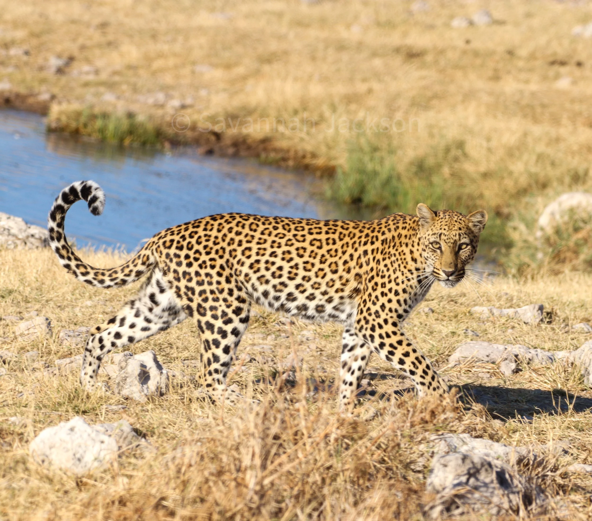 A quiet predator pauses at the edge of the water.