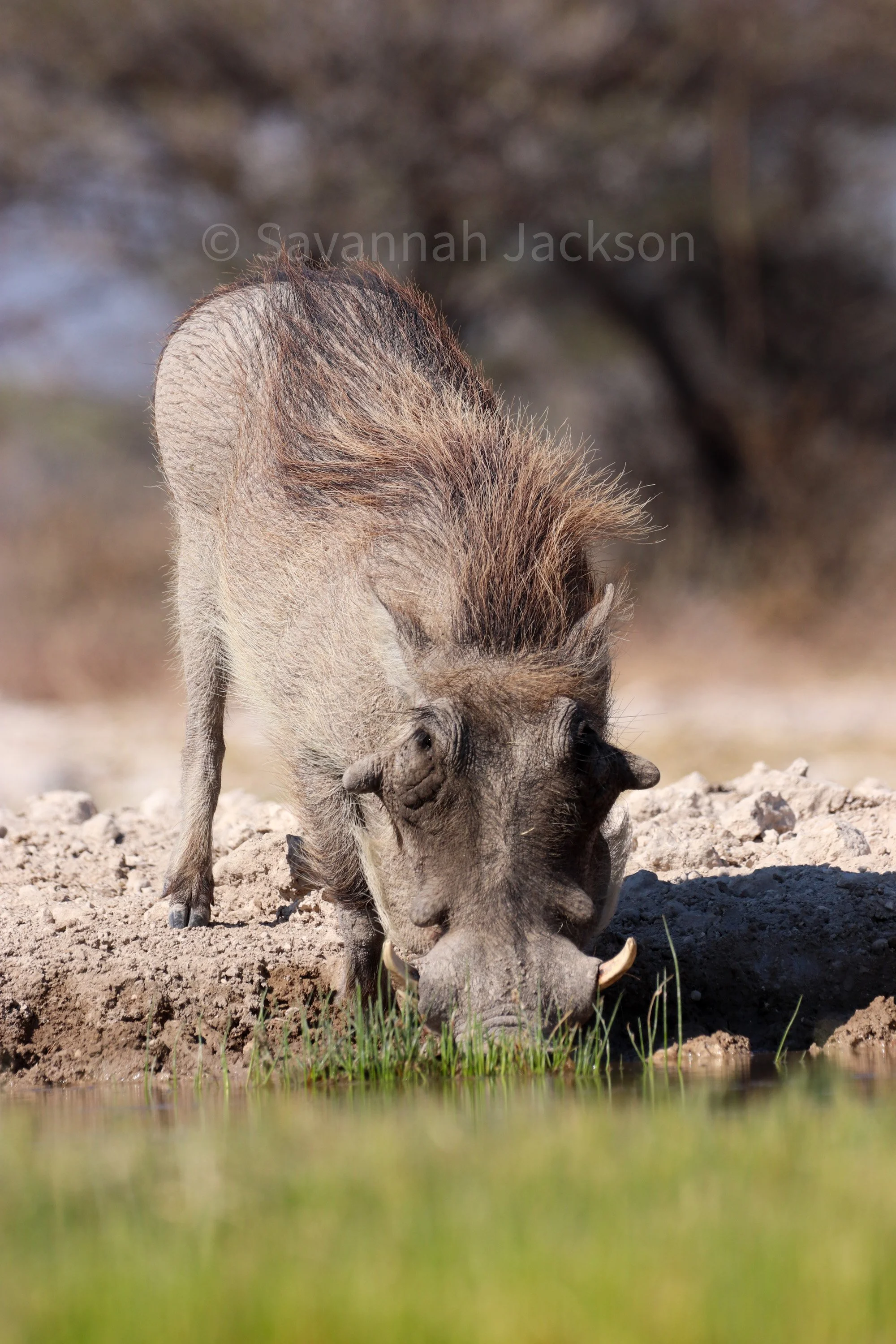 Tough, quiet, and thirsty beneath the African sun.