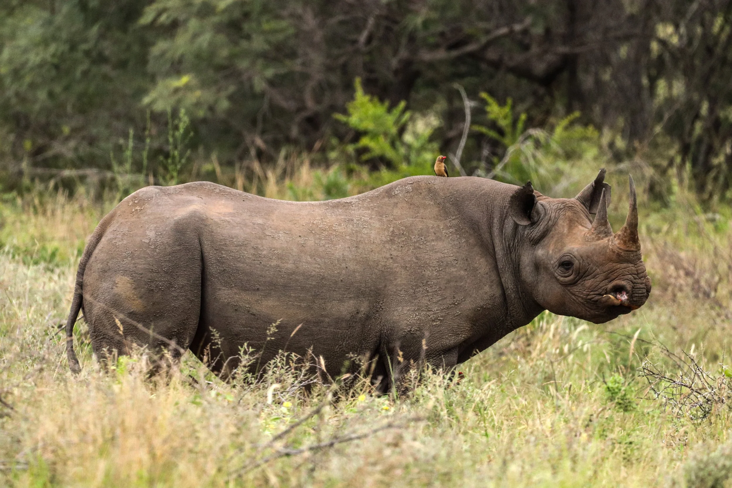 Rhino: Steady, despite everything.