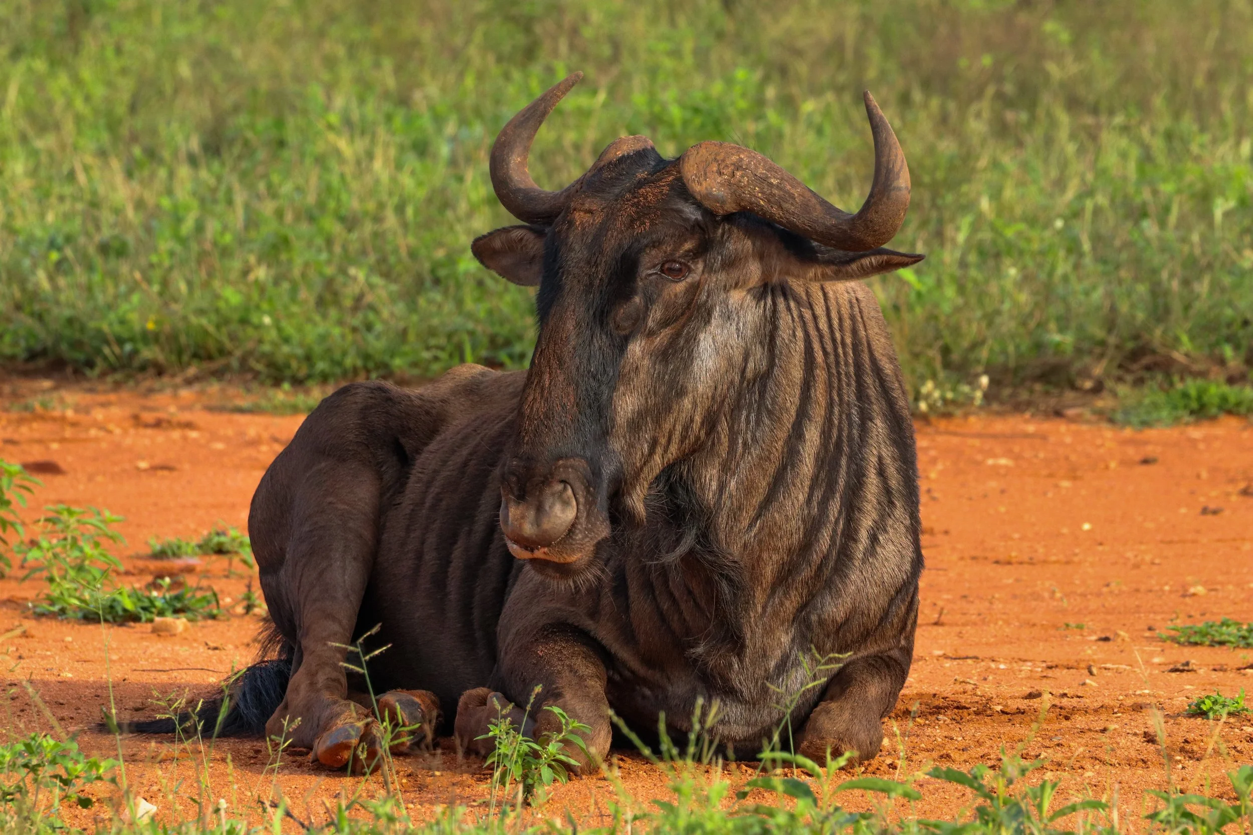 Wildebeest: Resting in the red dust.