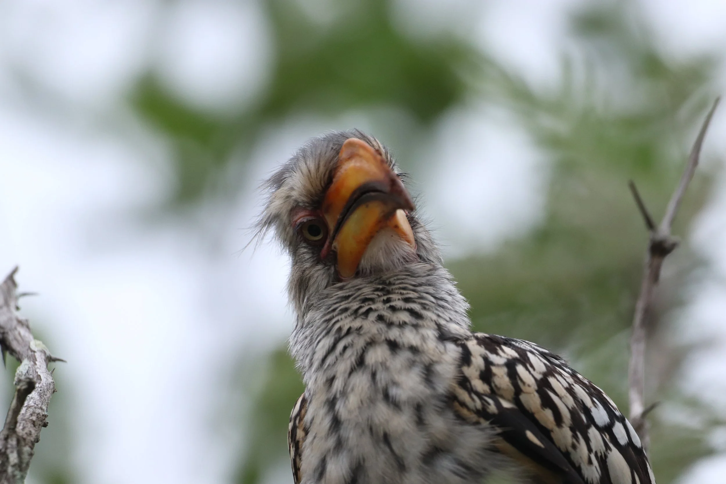 Close-up of a bird with detailed black and white feathers, a large yellow beak, and a curious expression, perched on a tree branch with blurry green foliage in the background.