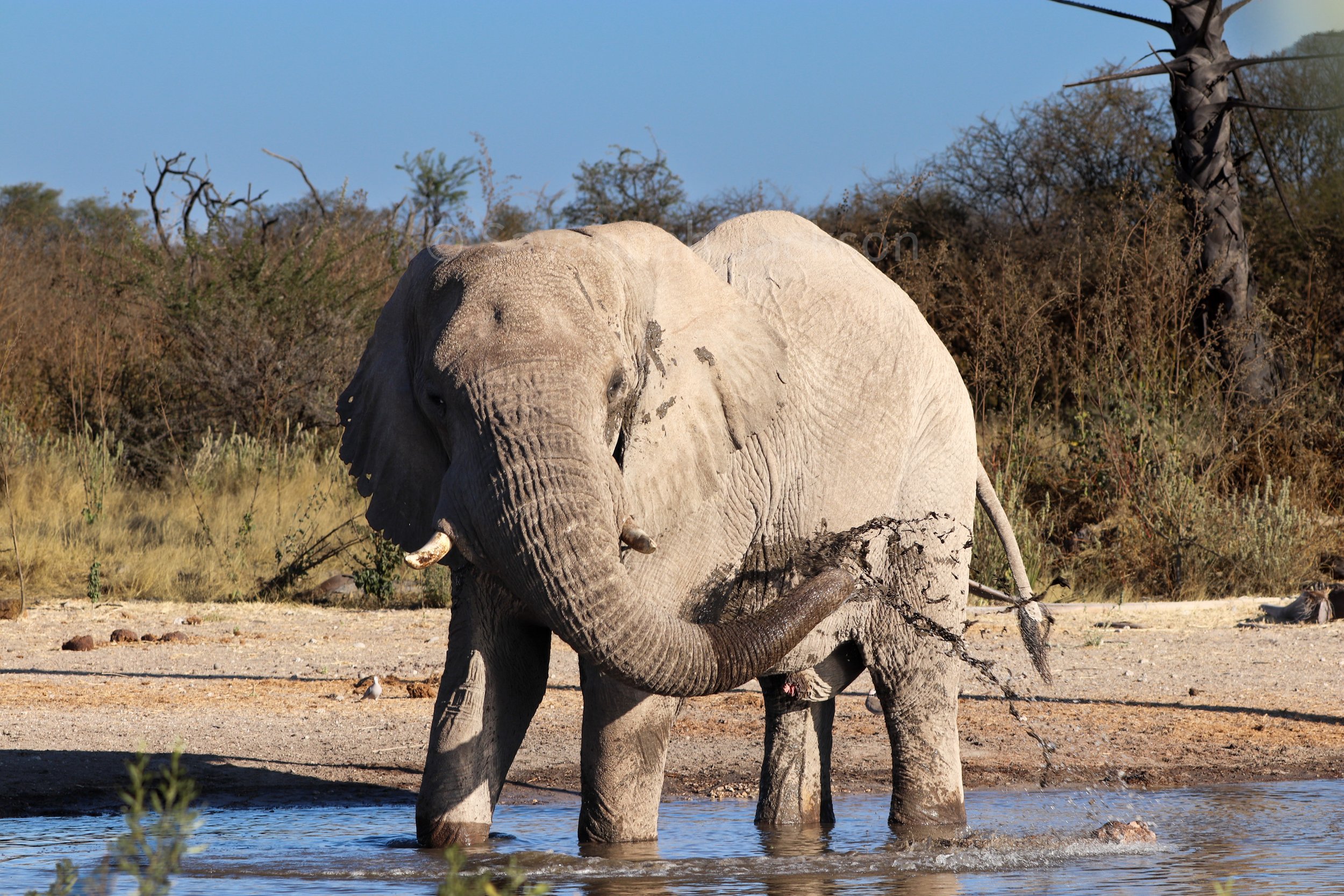 Strength, mud, and water in the heat of the bush.