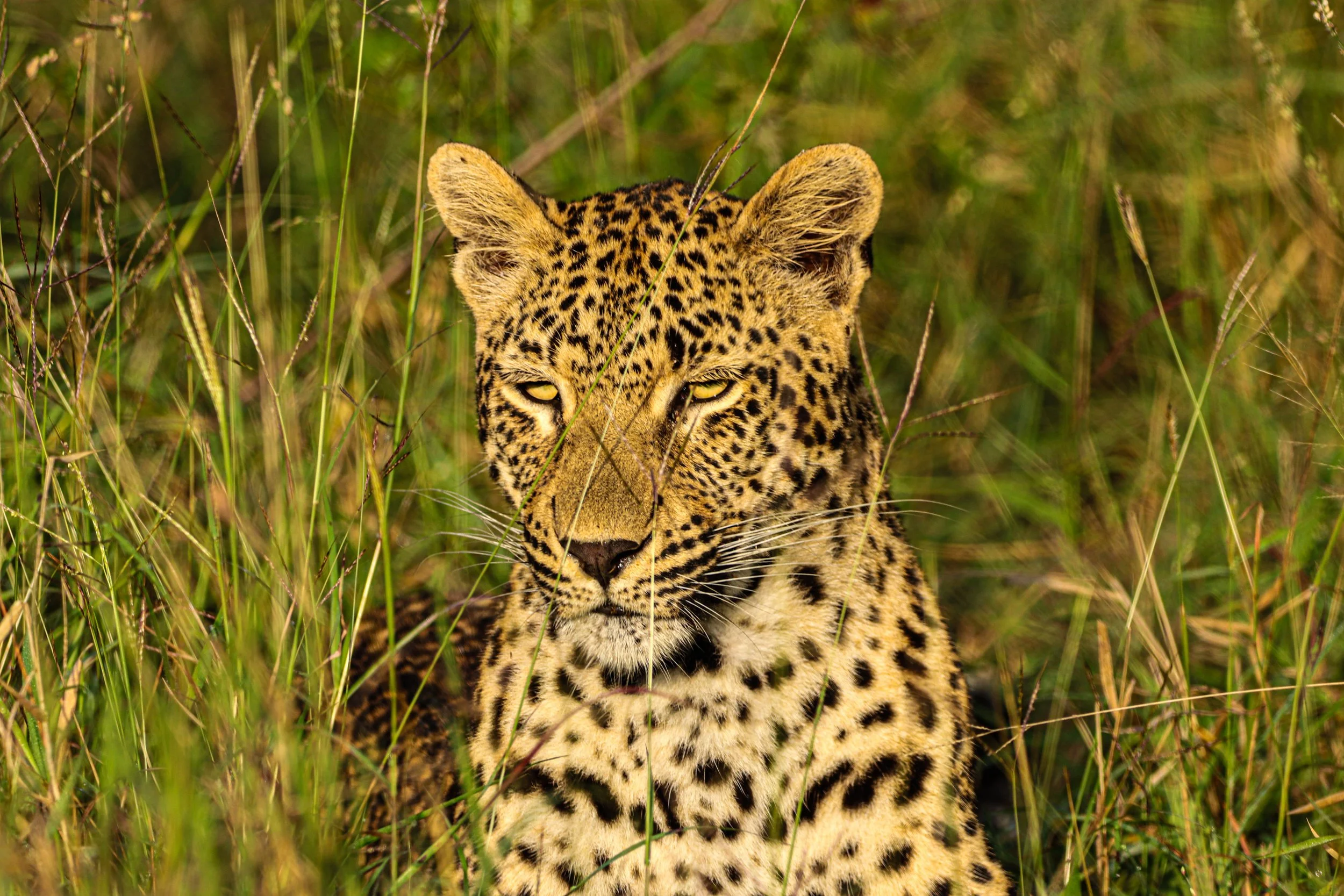 Leopard: Stillness with intent.